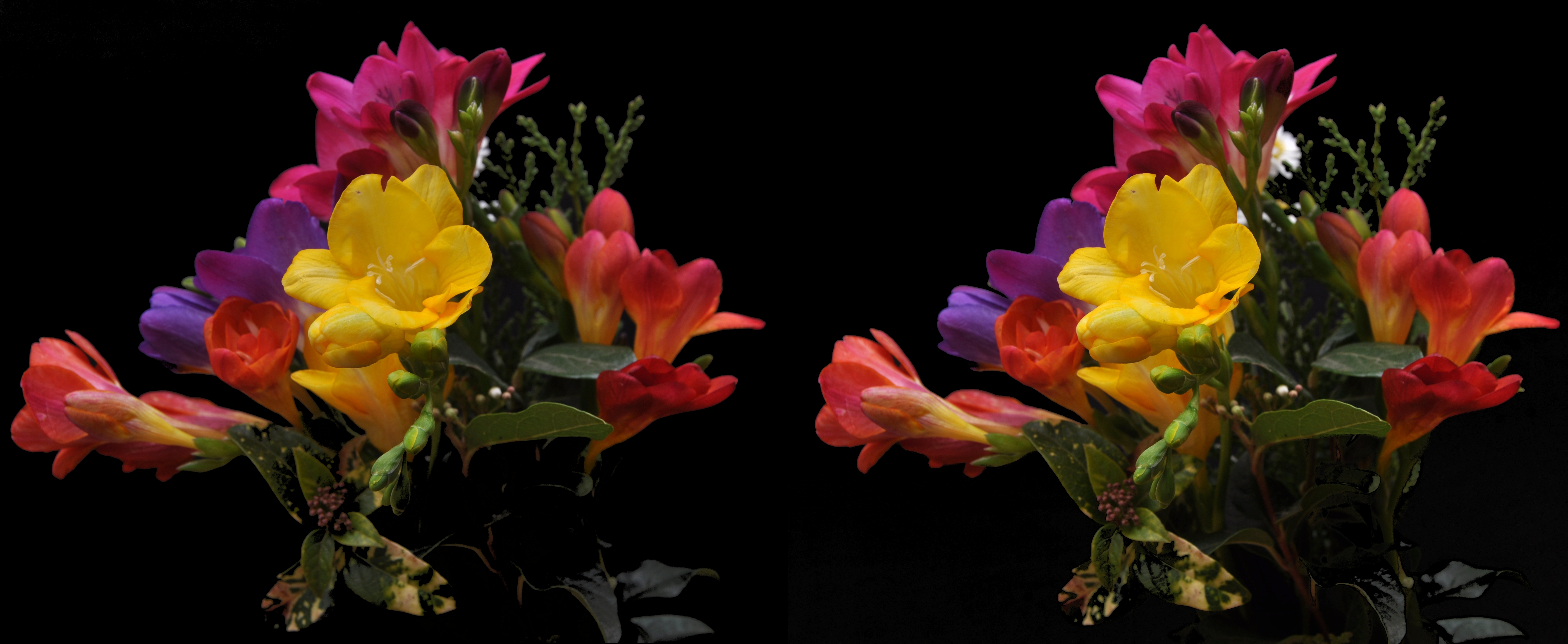 Fresias (cross-view)