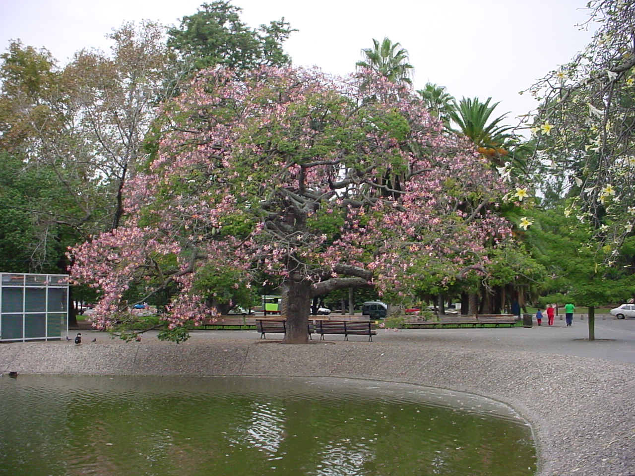 Árbol con flores rosadas en el Parque Independencia