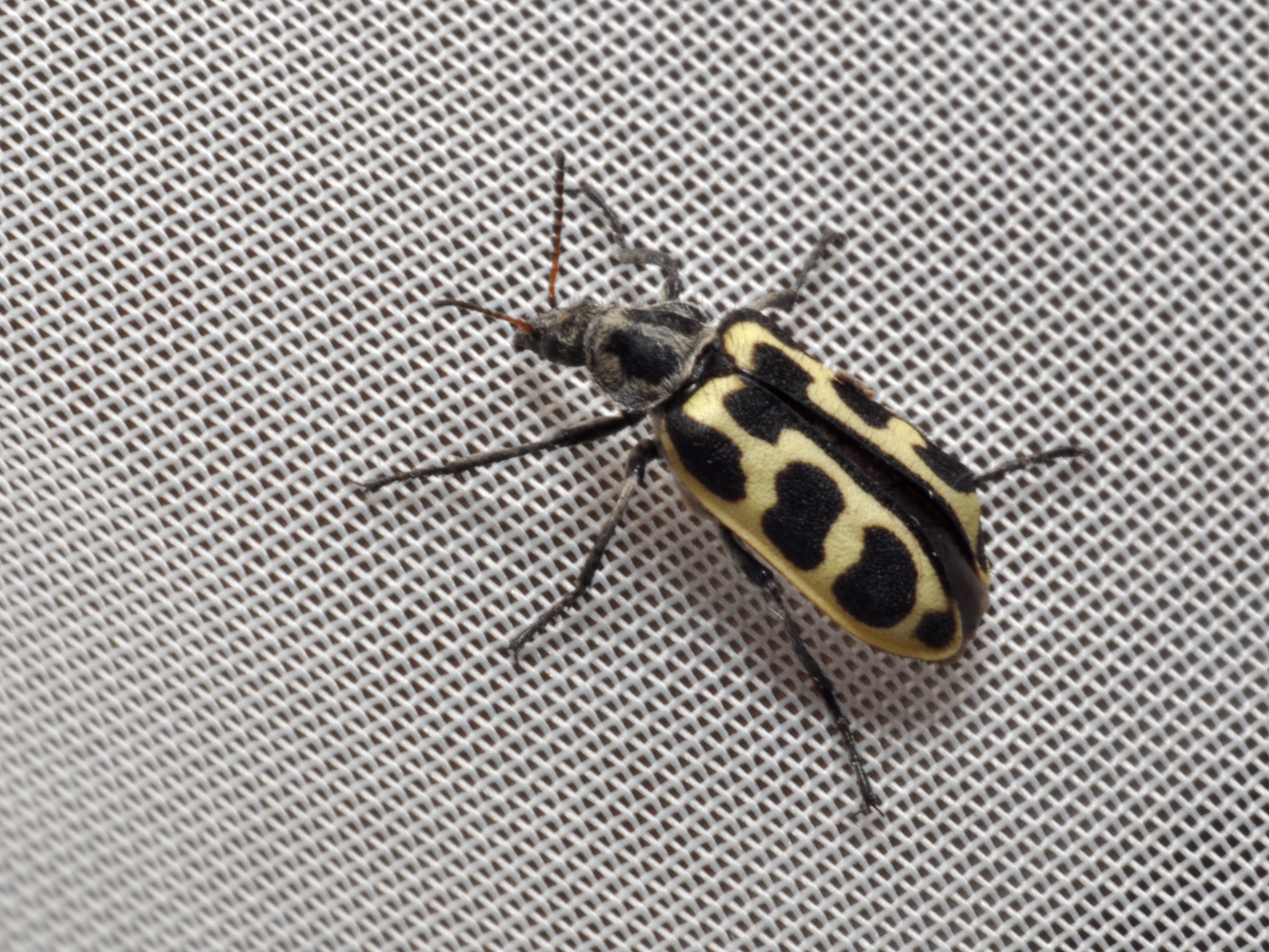 Astilo moteado (Astylus atromaculatus Blanch) (5)