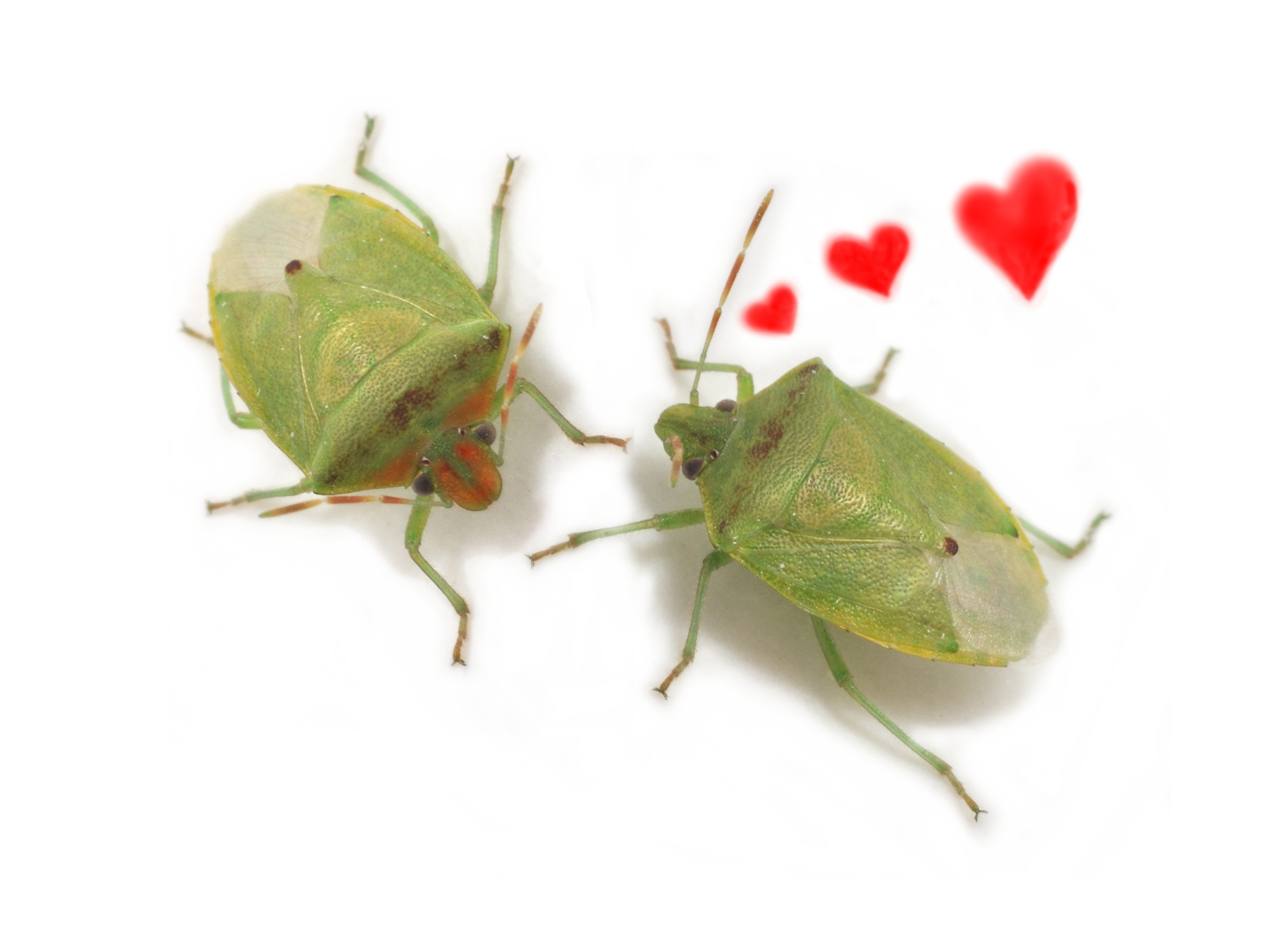 Be my Valentine!