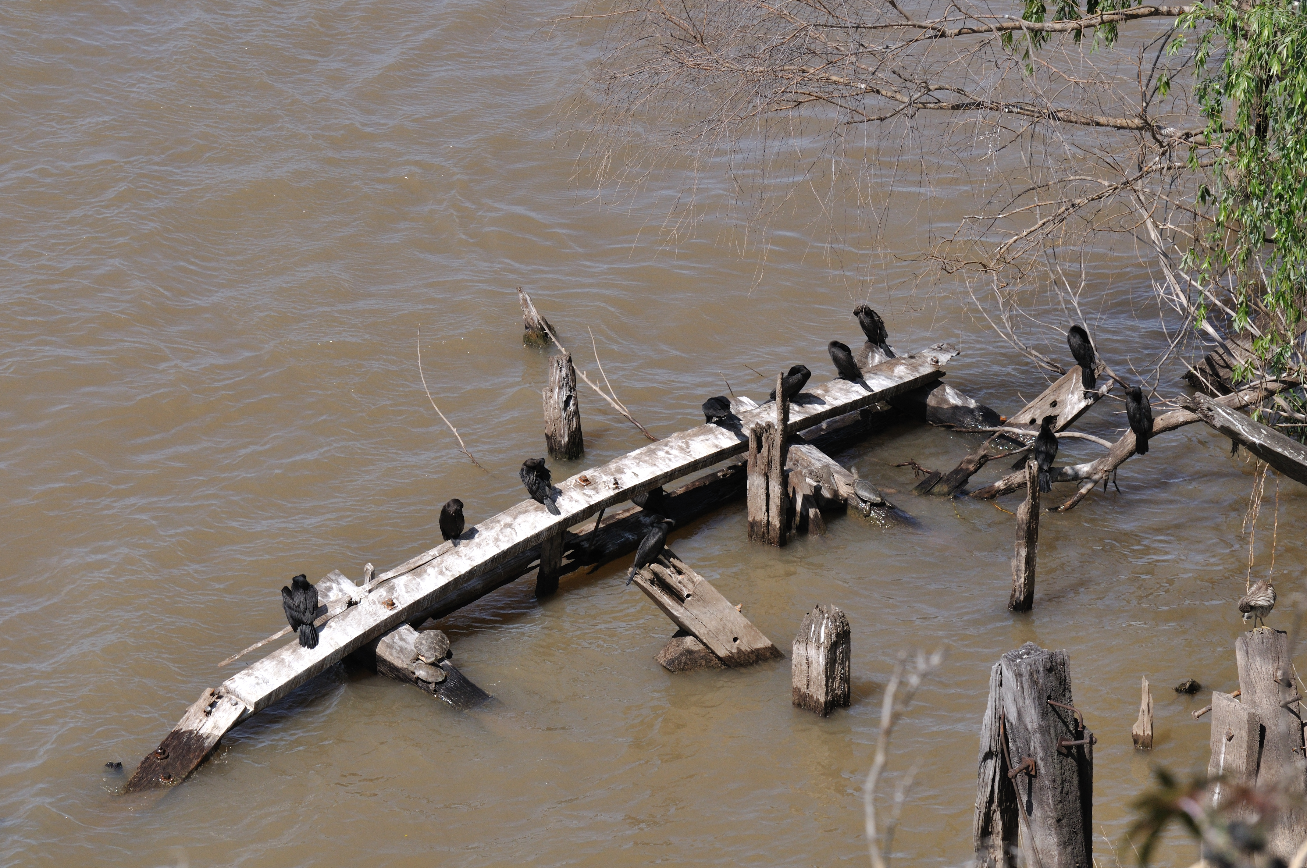 Biguás y tortugas disfrutando del río (1)