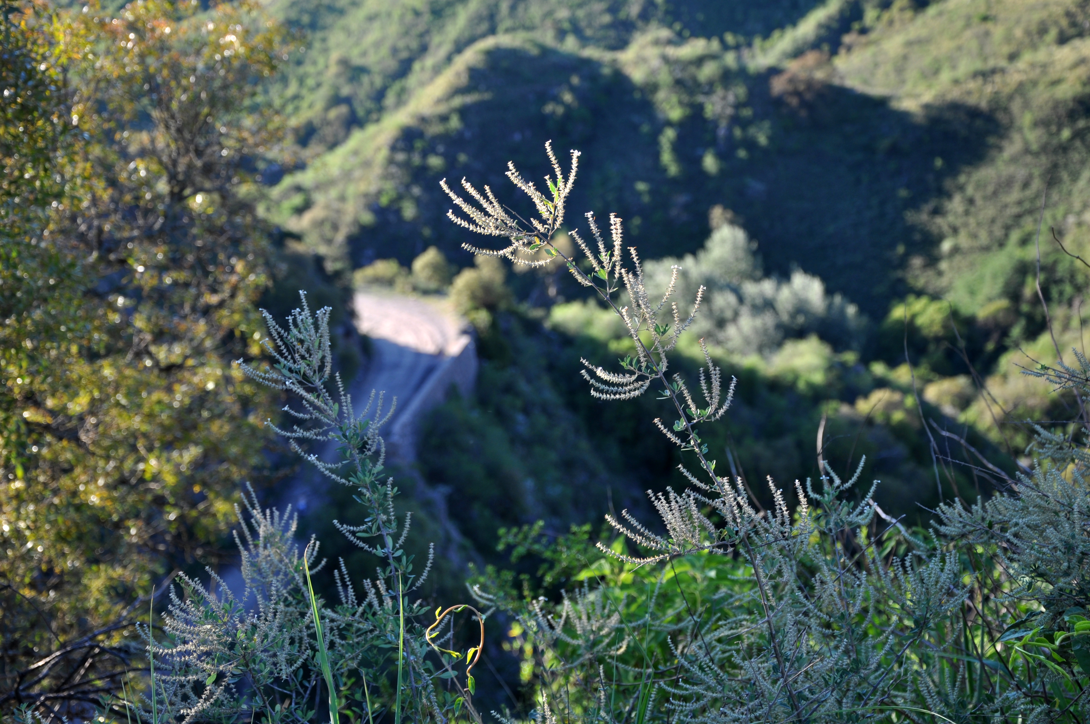 Caminito en la montaña