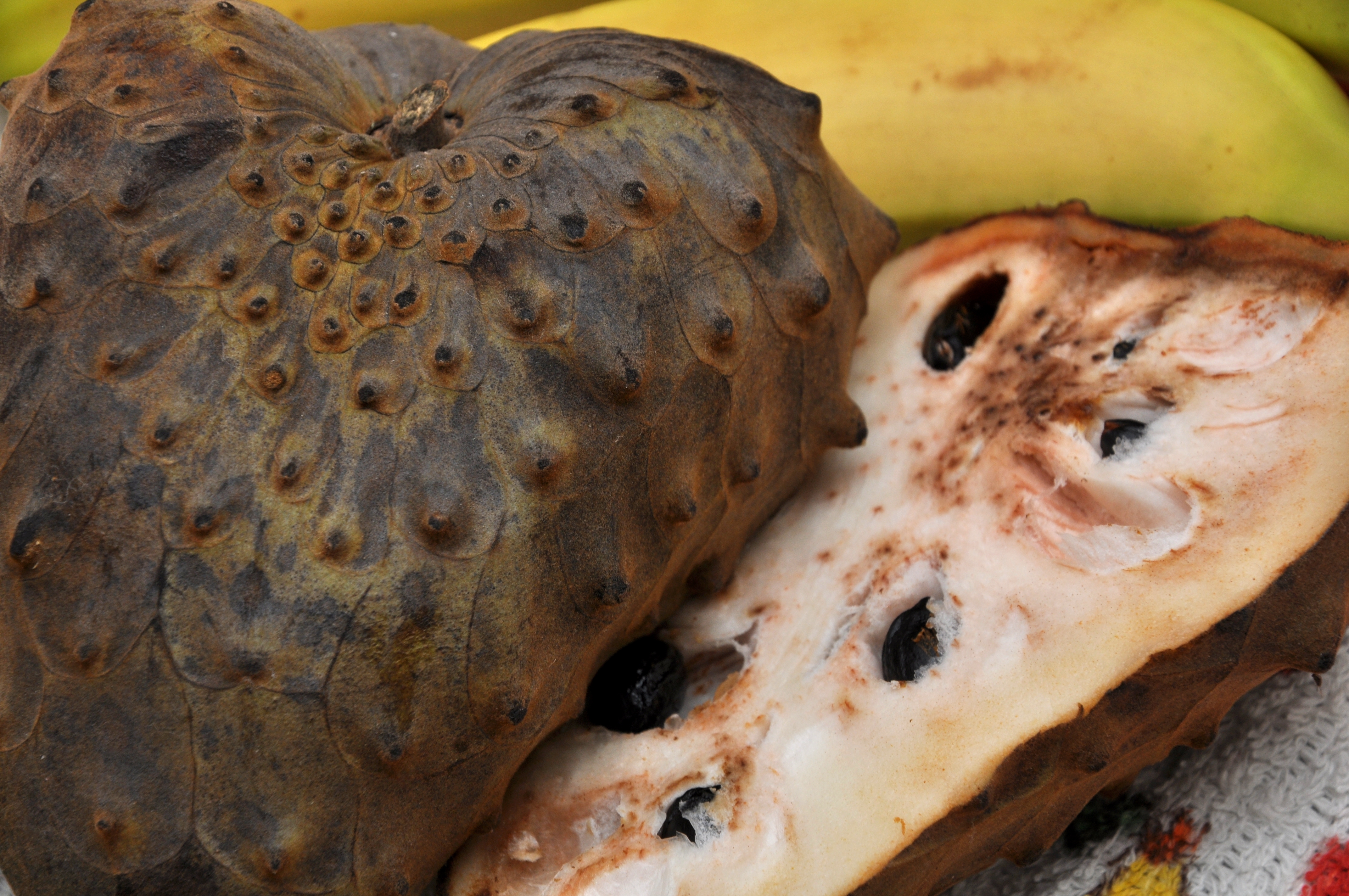 Chirimoya (Annona cherimola) (3)