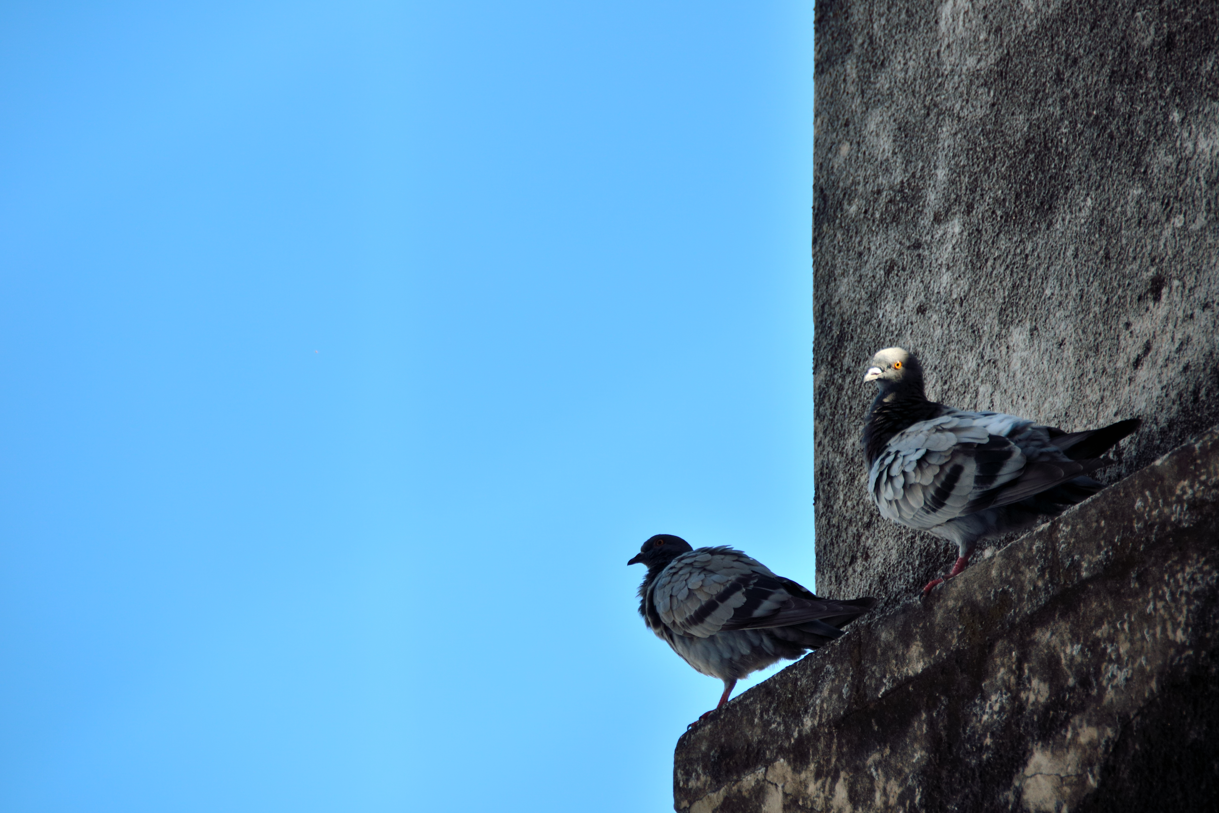 Dos palomas