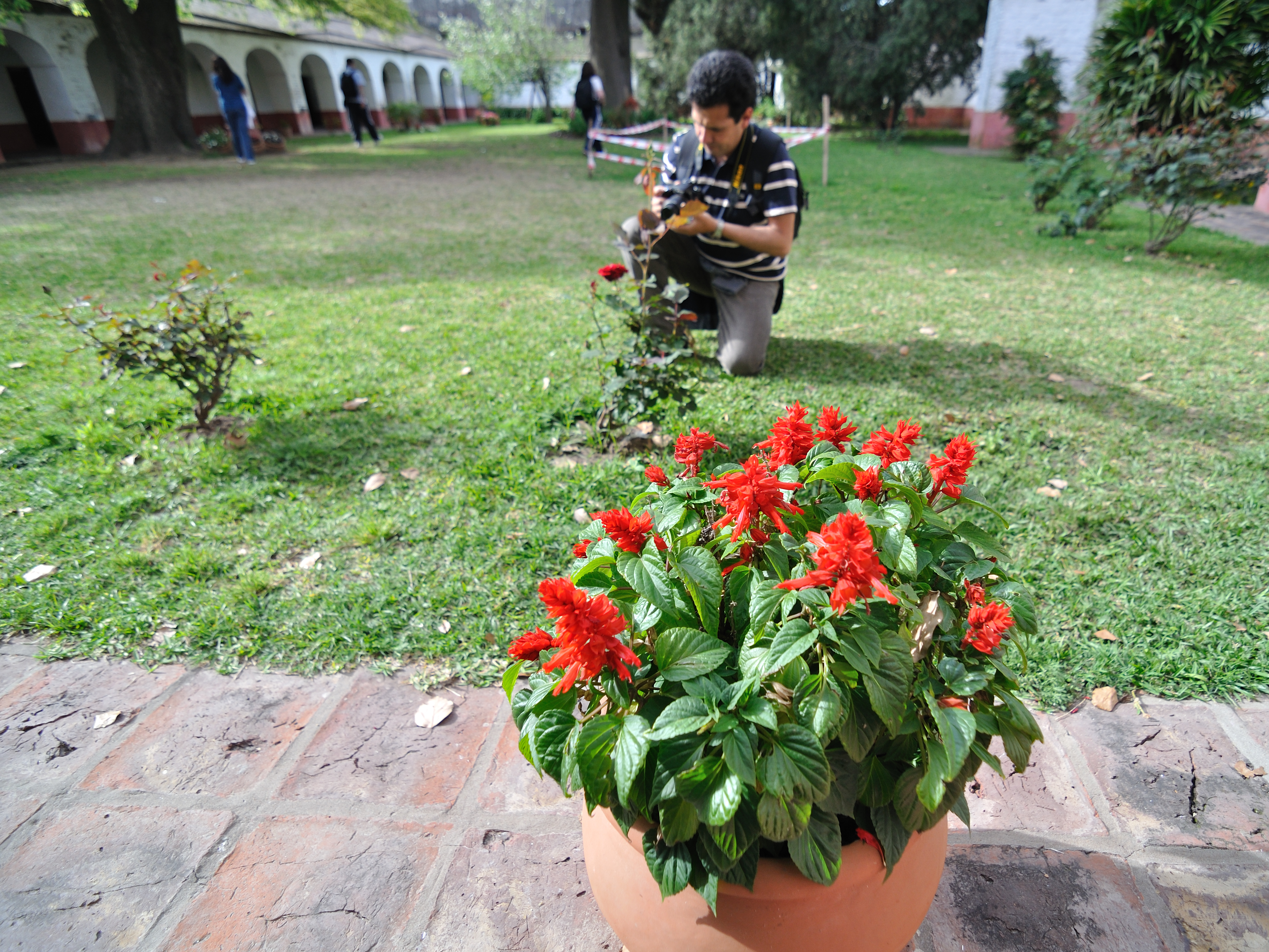 El Juanny y la rosa