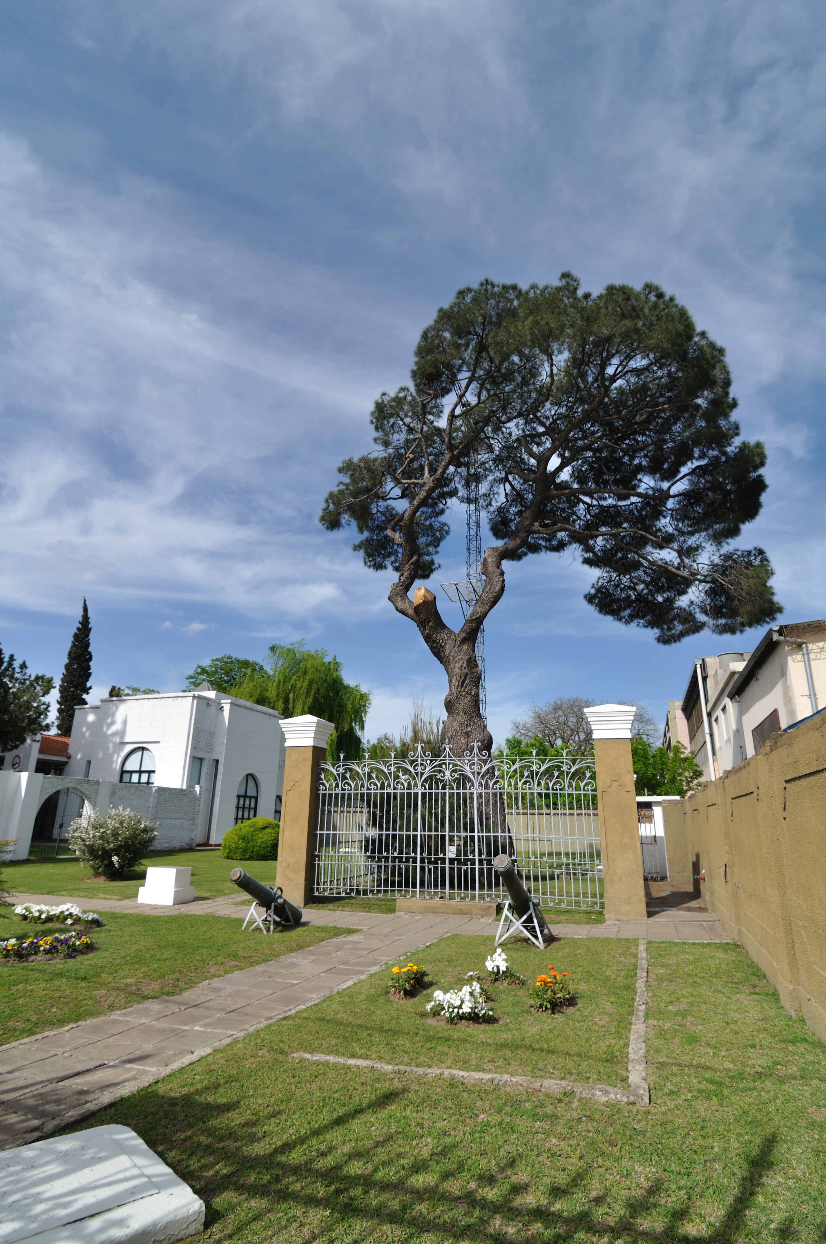 El pino histórico de San Lorenzo