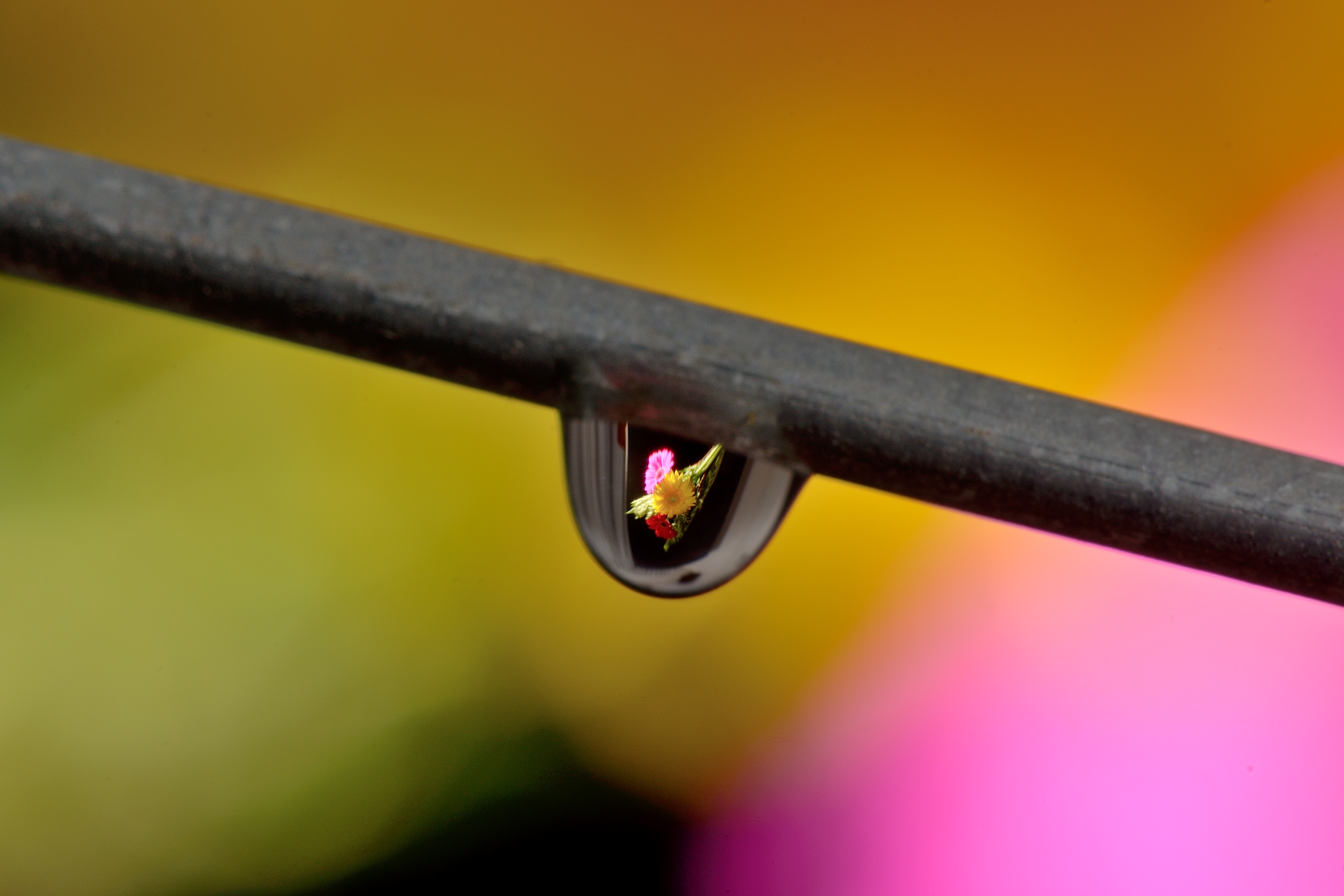 Flor de gota!
