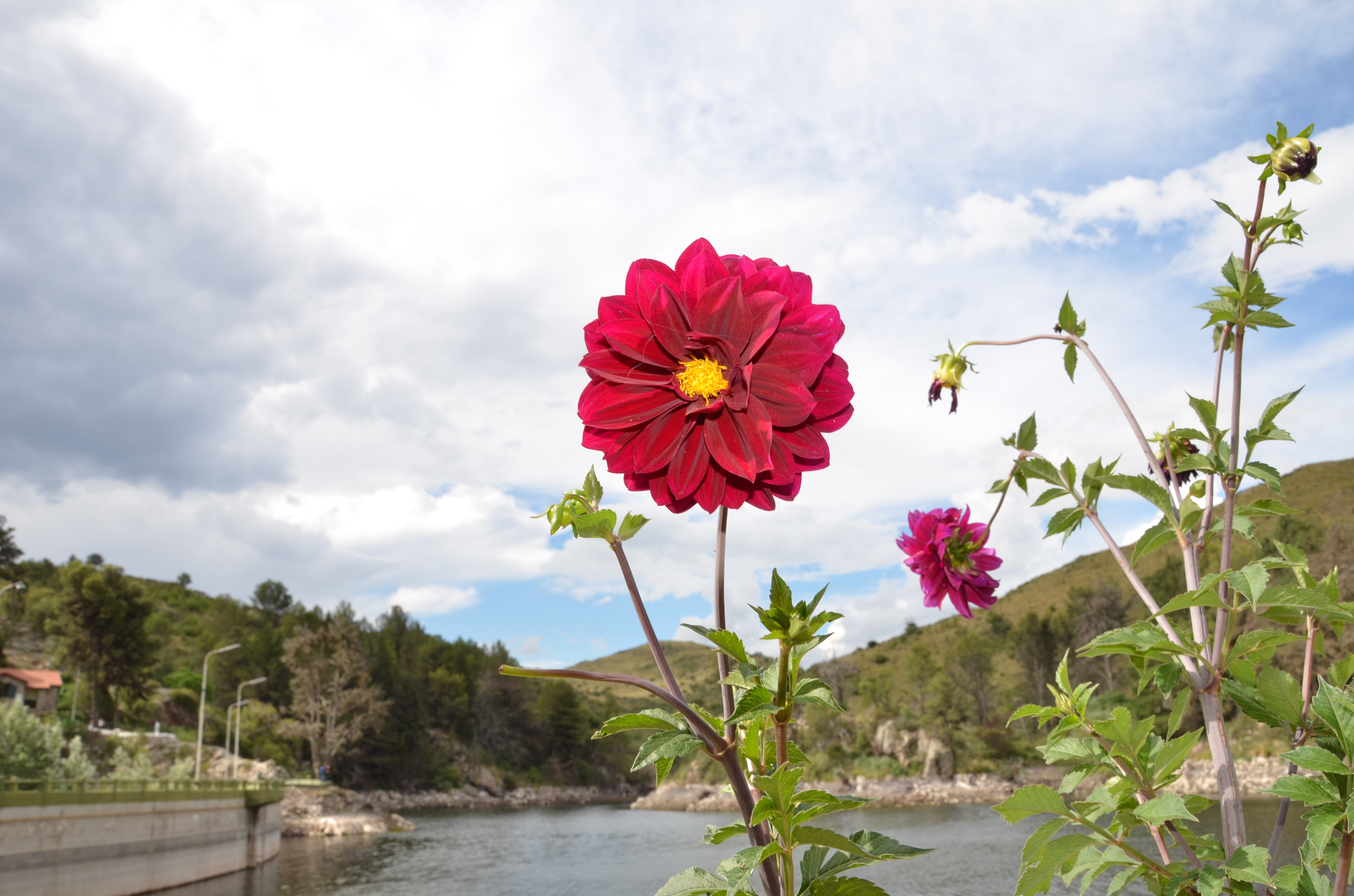 Flores en el dique San Jerónimo