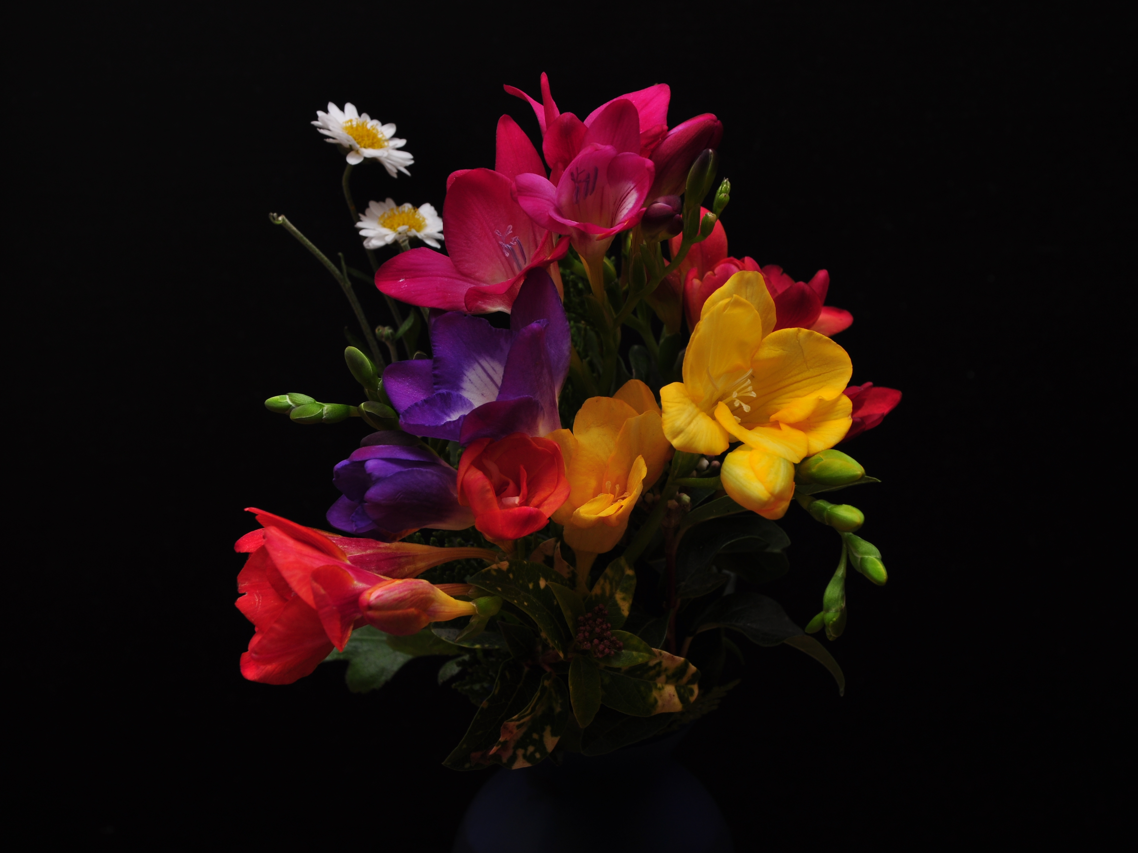 Fresias