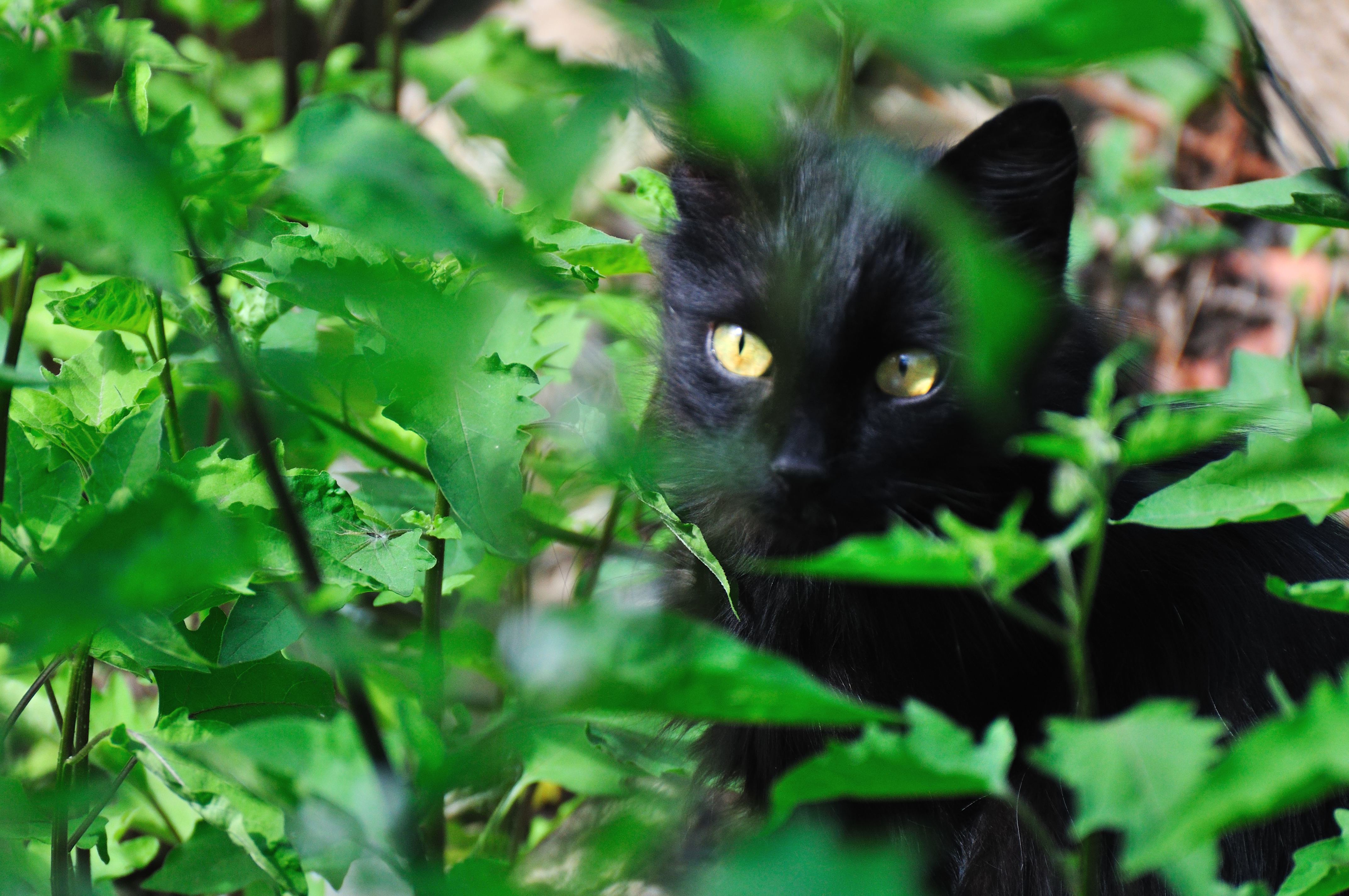 Gato negro (1)