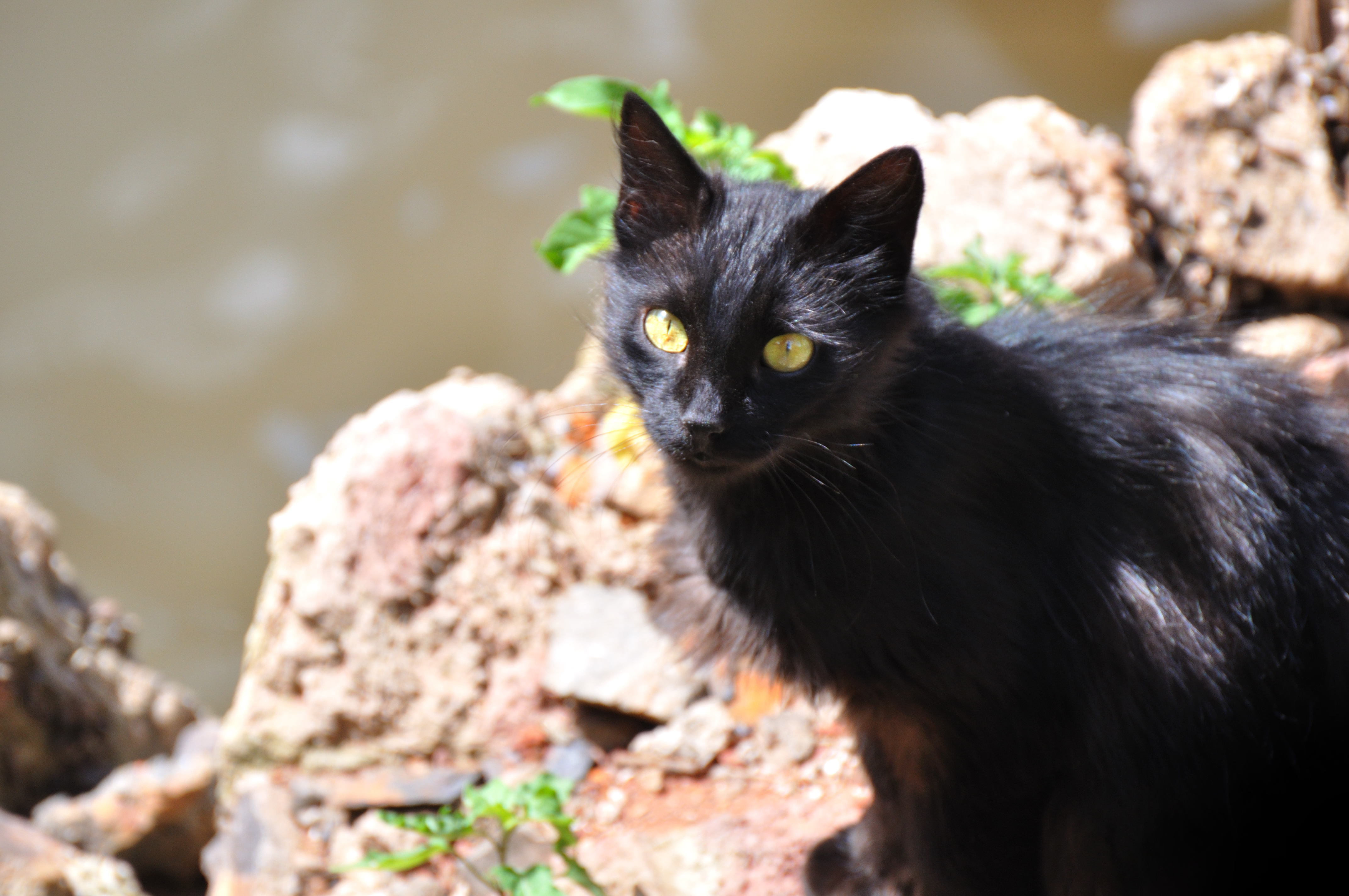 Gato negro (2)