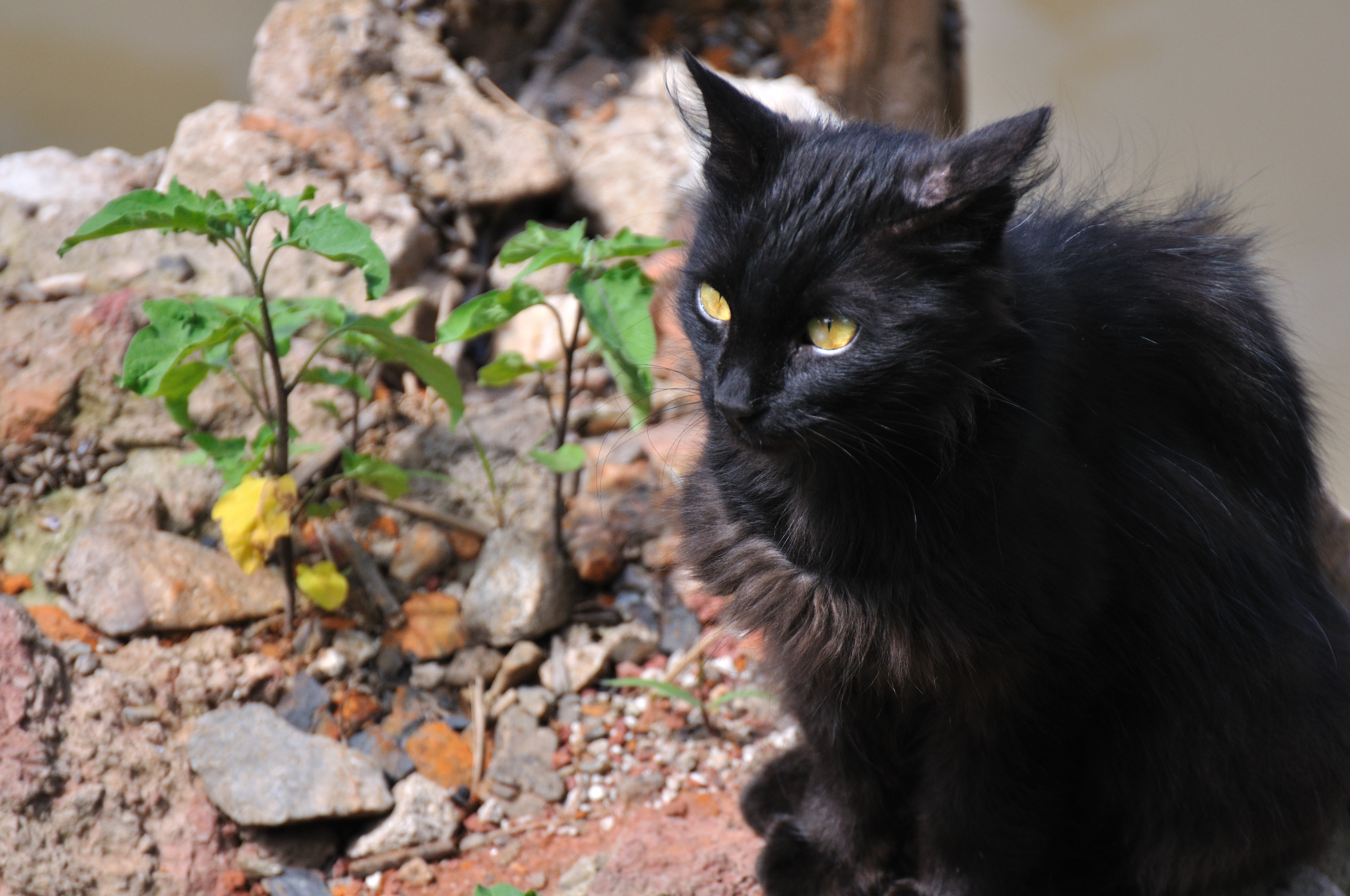 Gato negro (3)