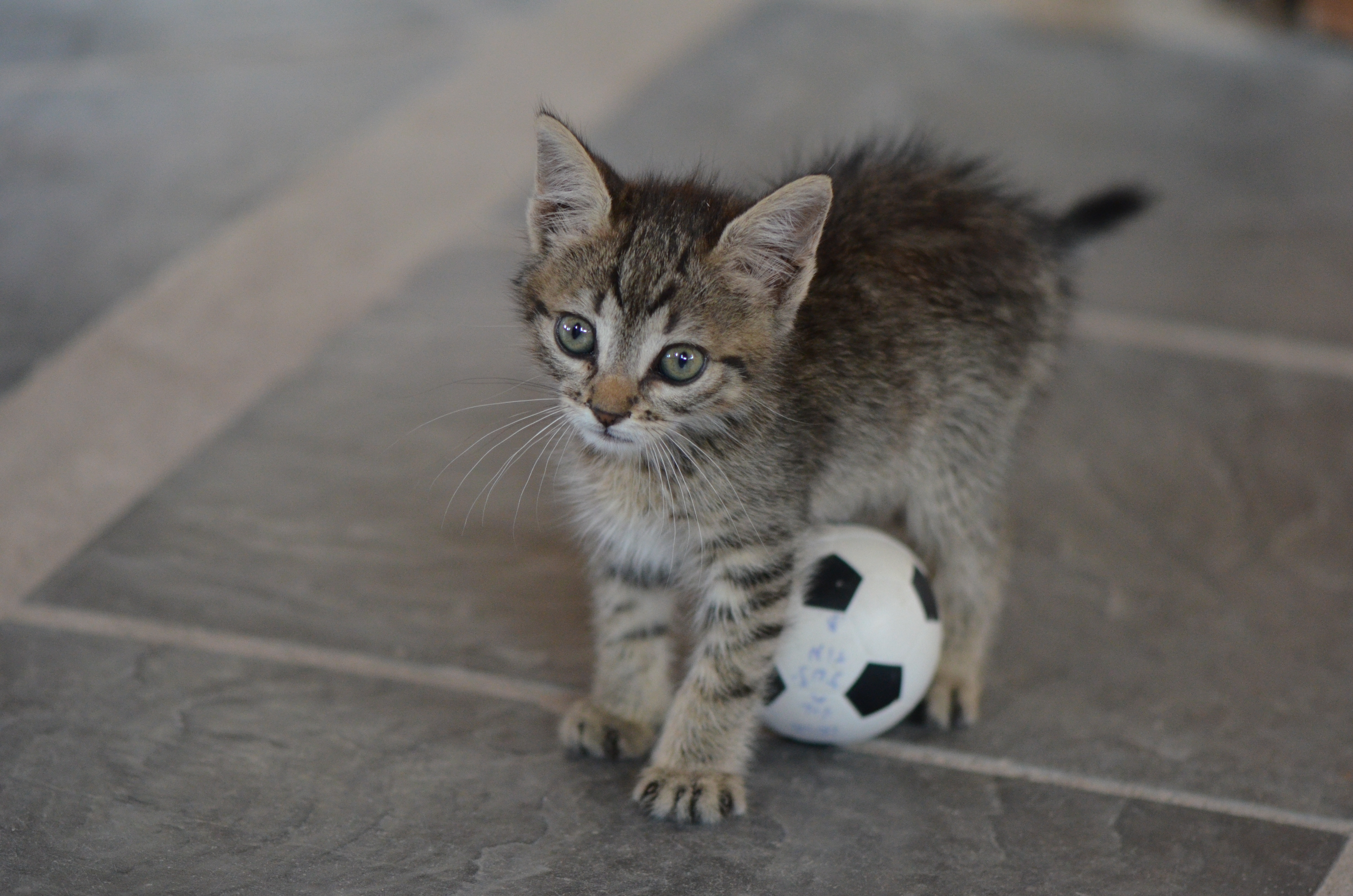 La gata Flora (1)