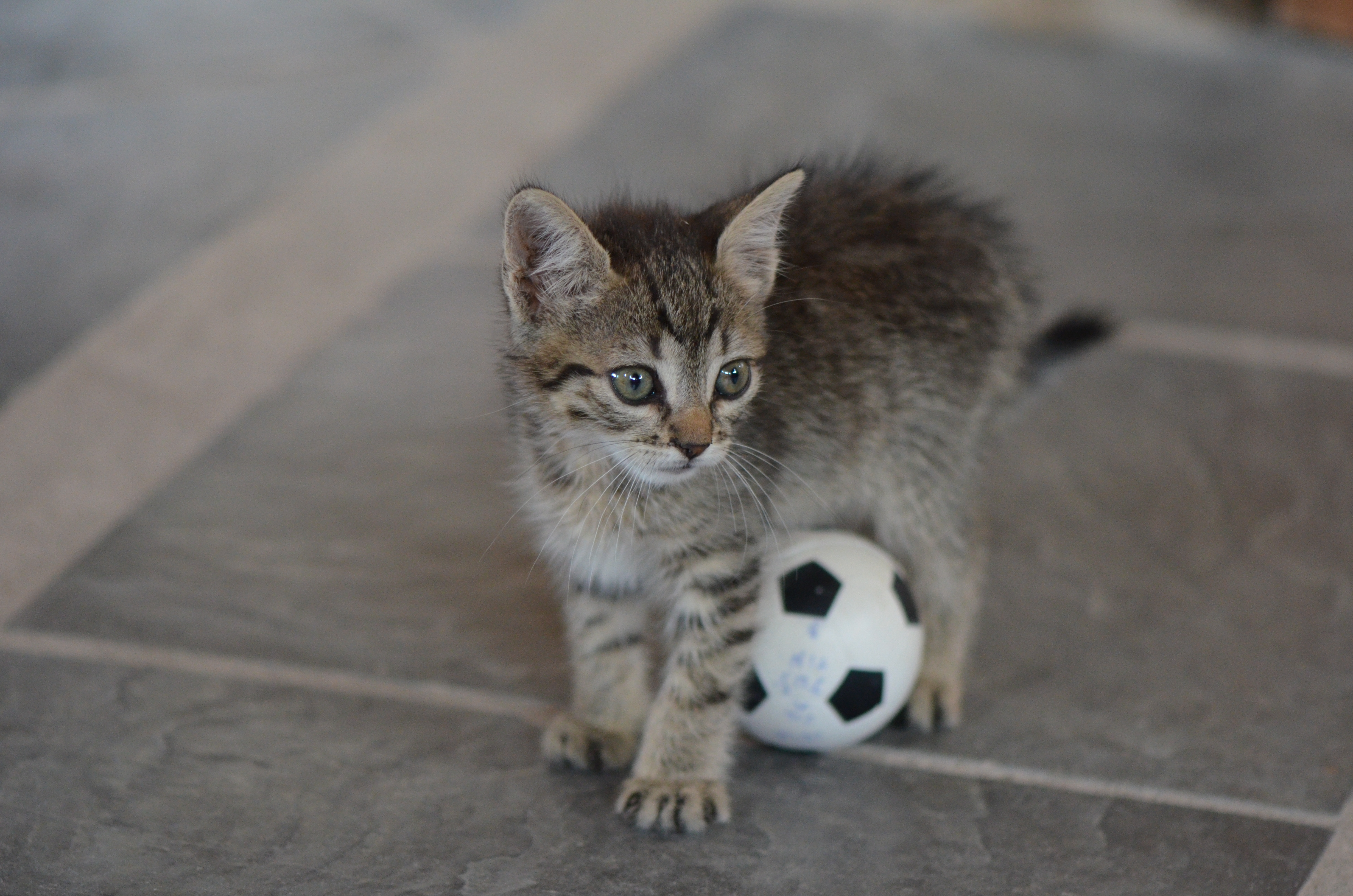 La gata Flora (2)