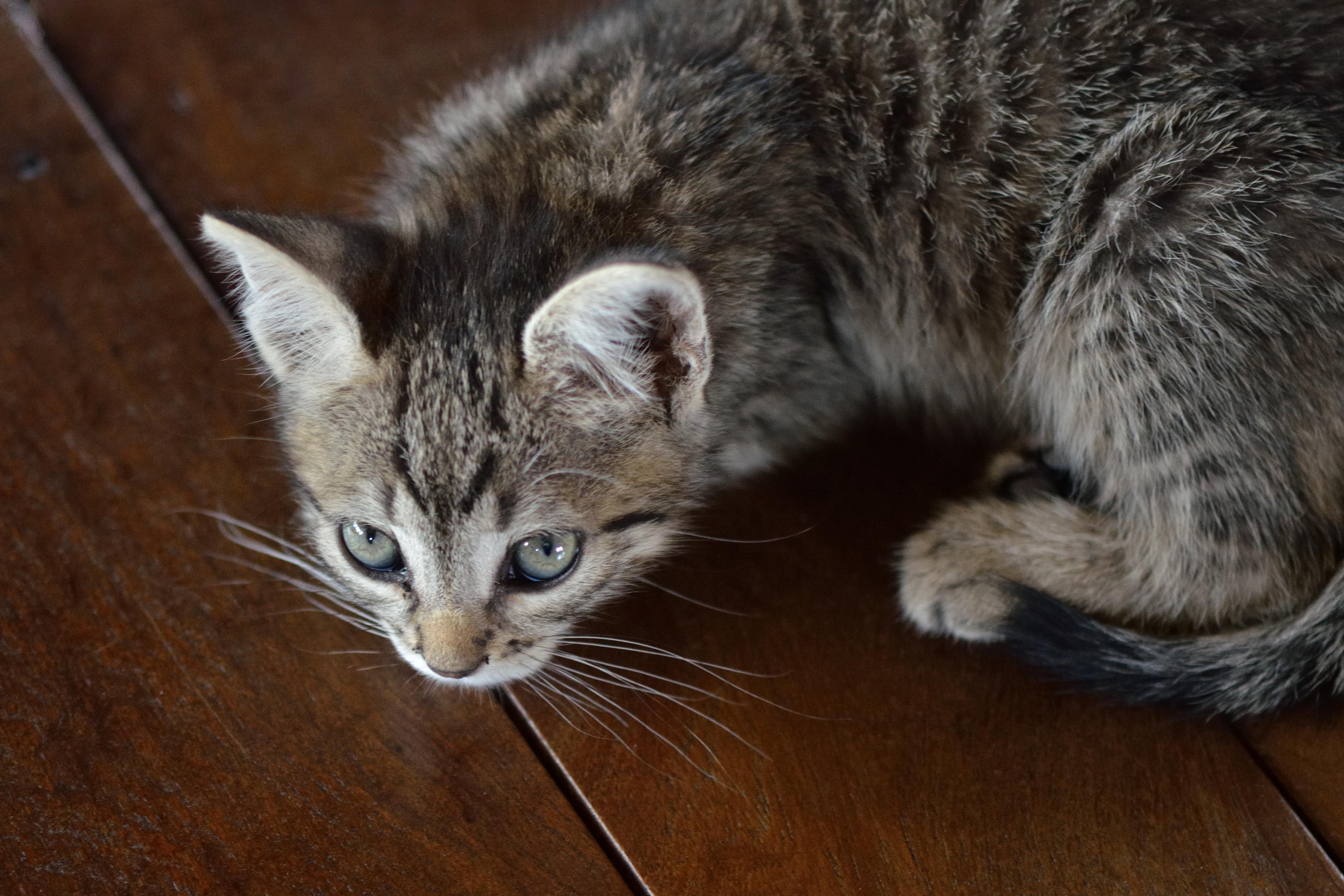 La gata Flora (3)