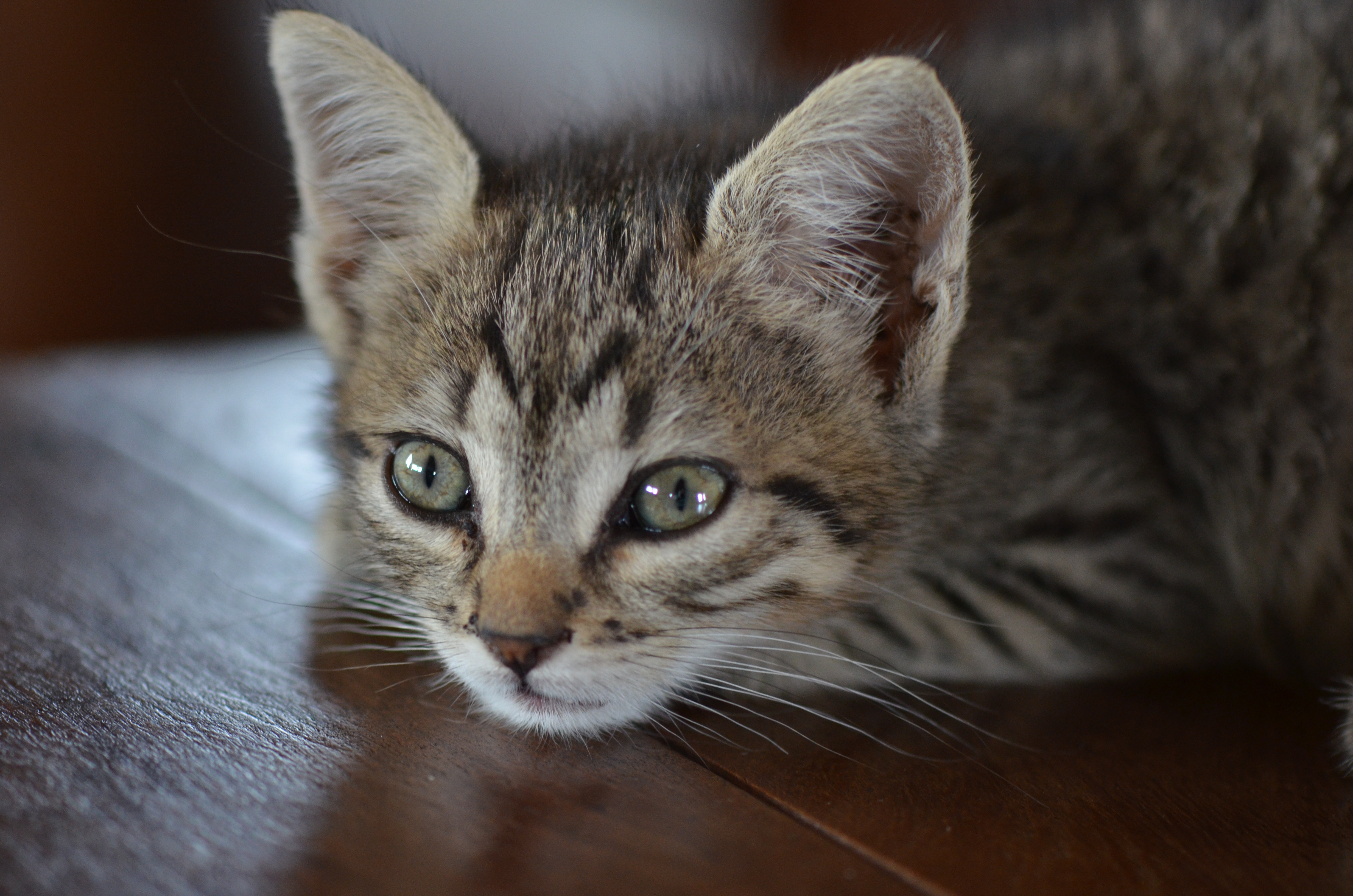 La gata Flora (4)