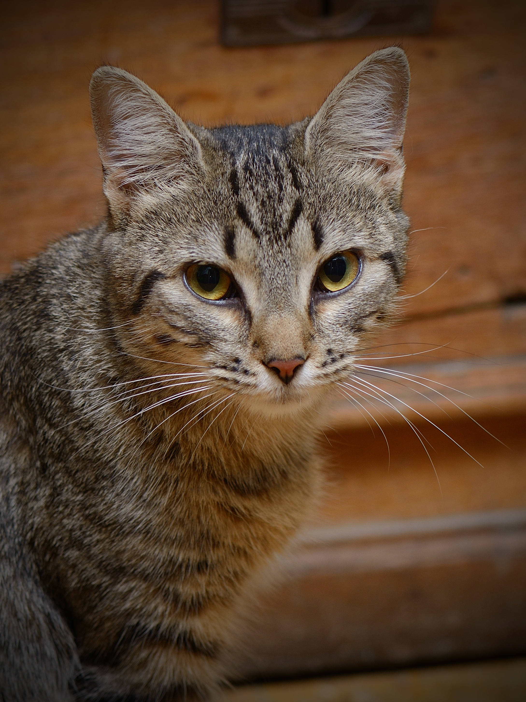 La gata Flora (5)