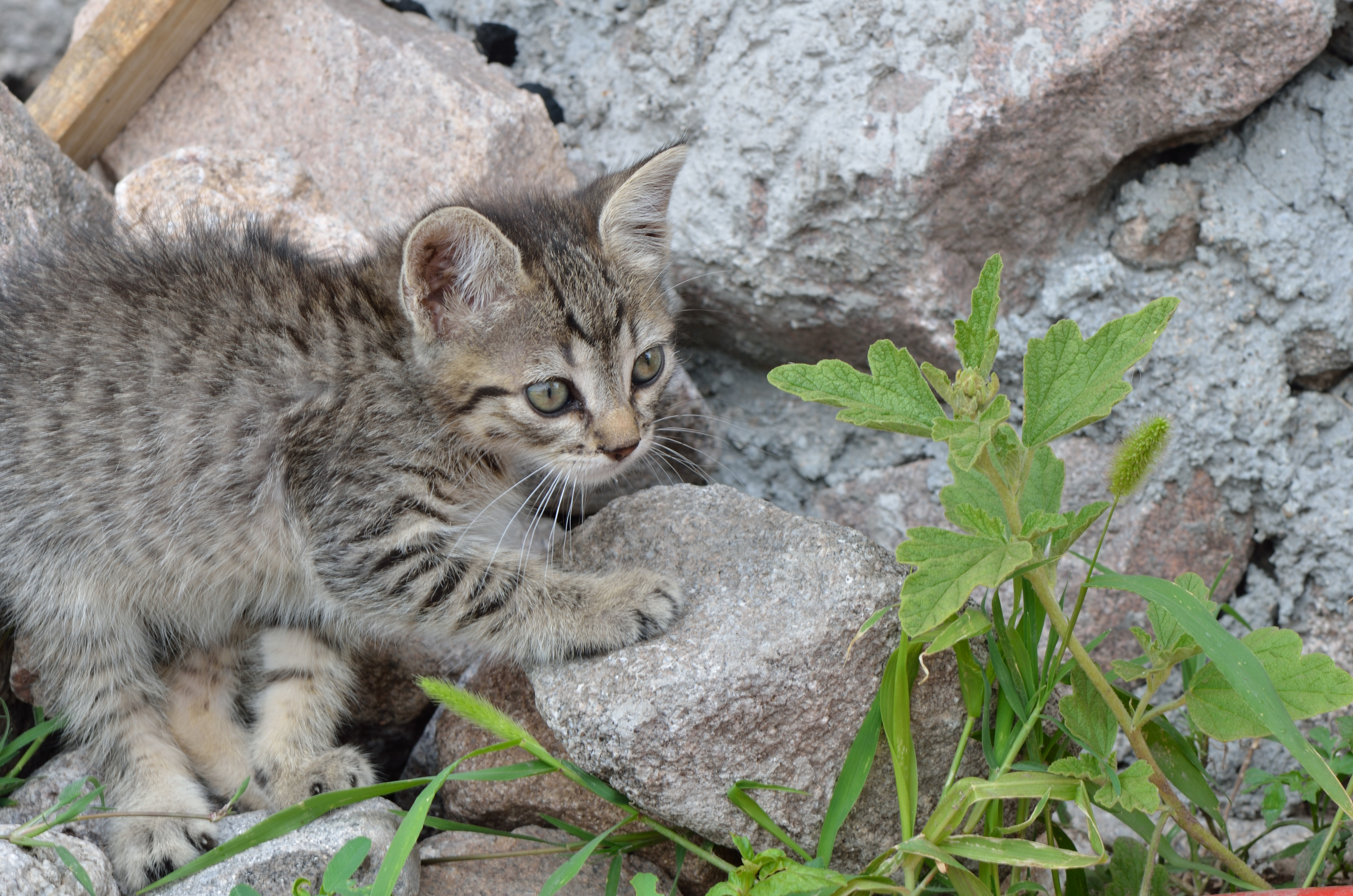 La gata Flora al acecho