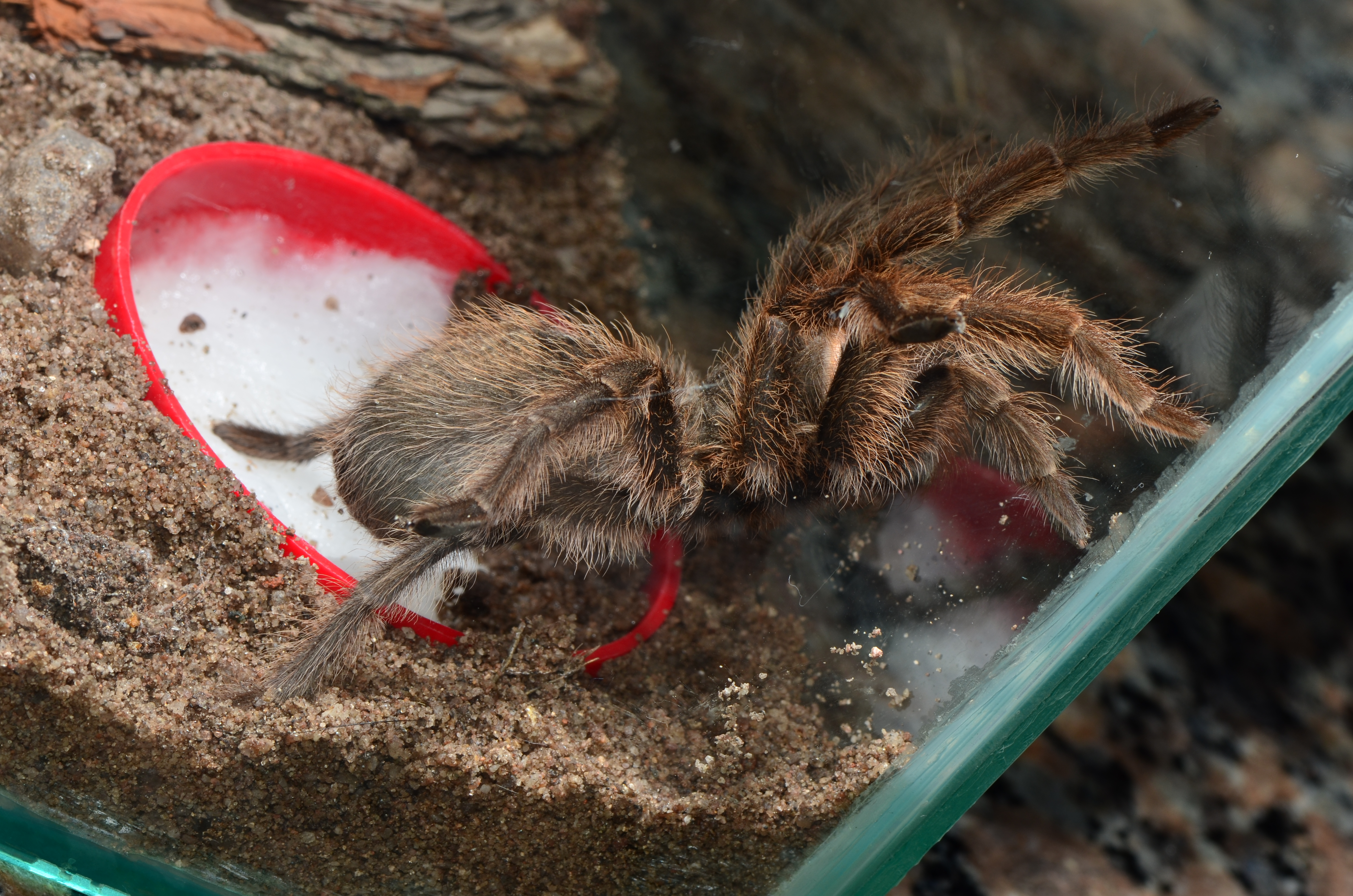 La tarántula (1)