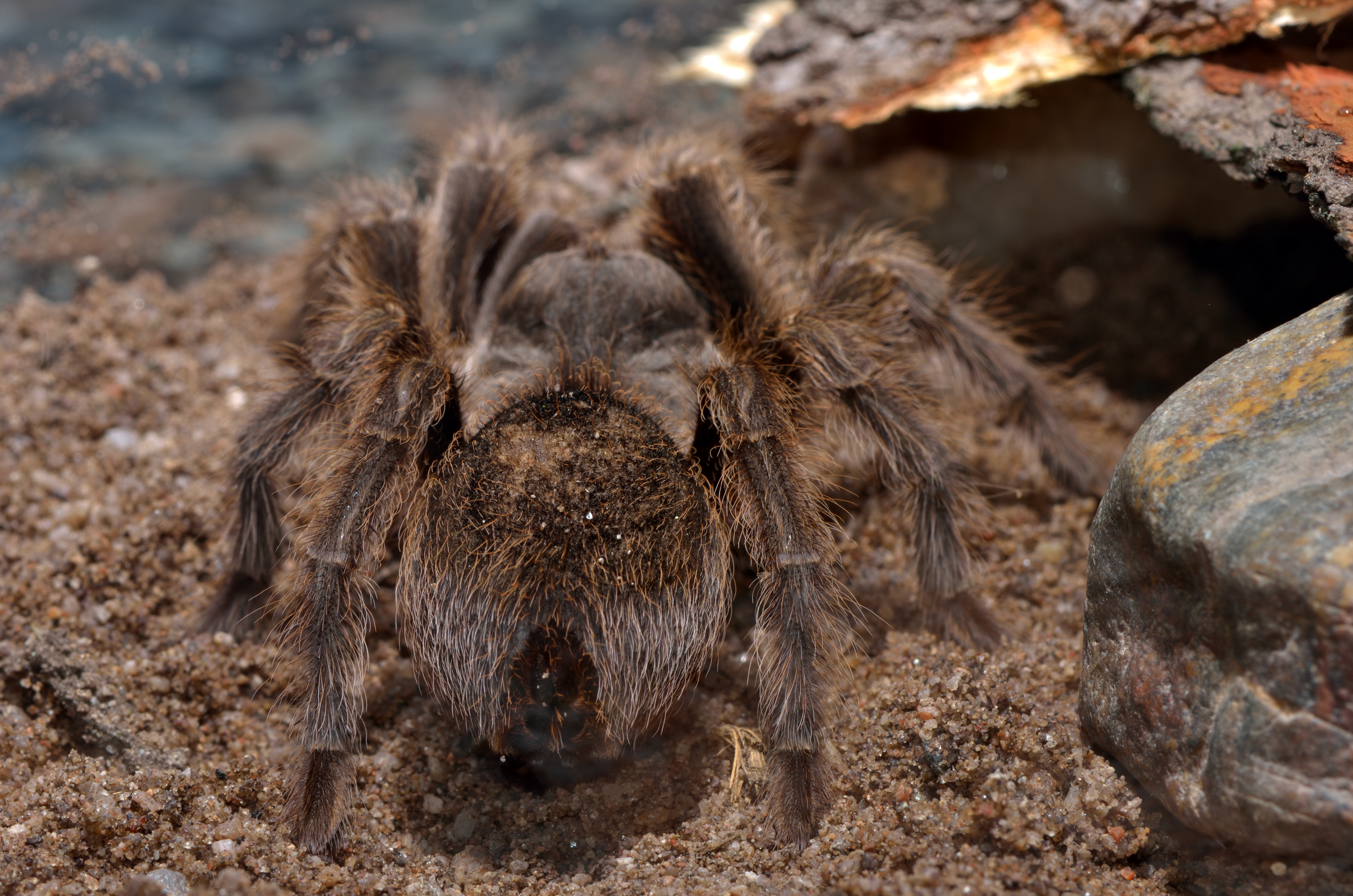 La tarántula (2)