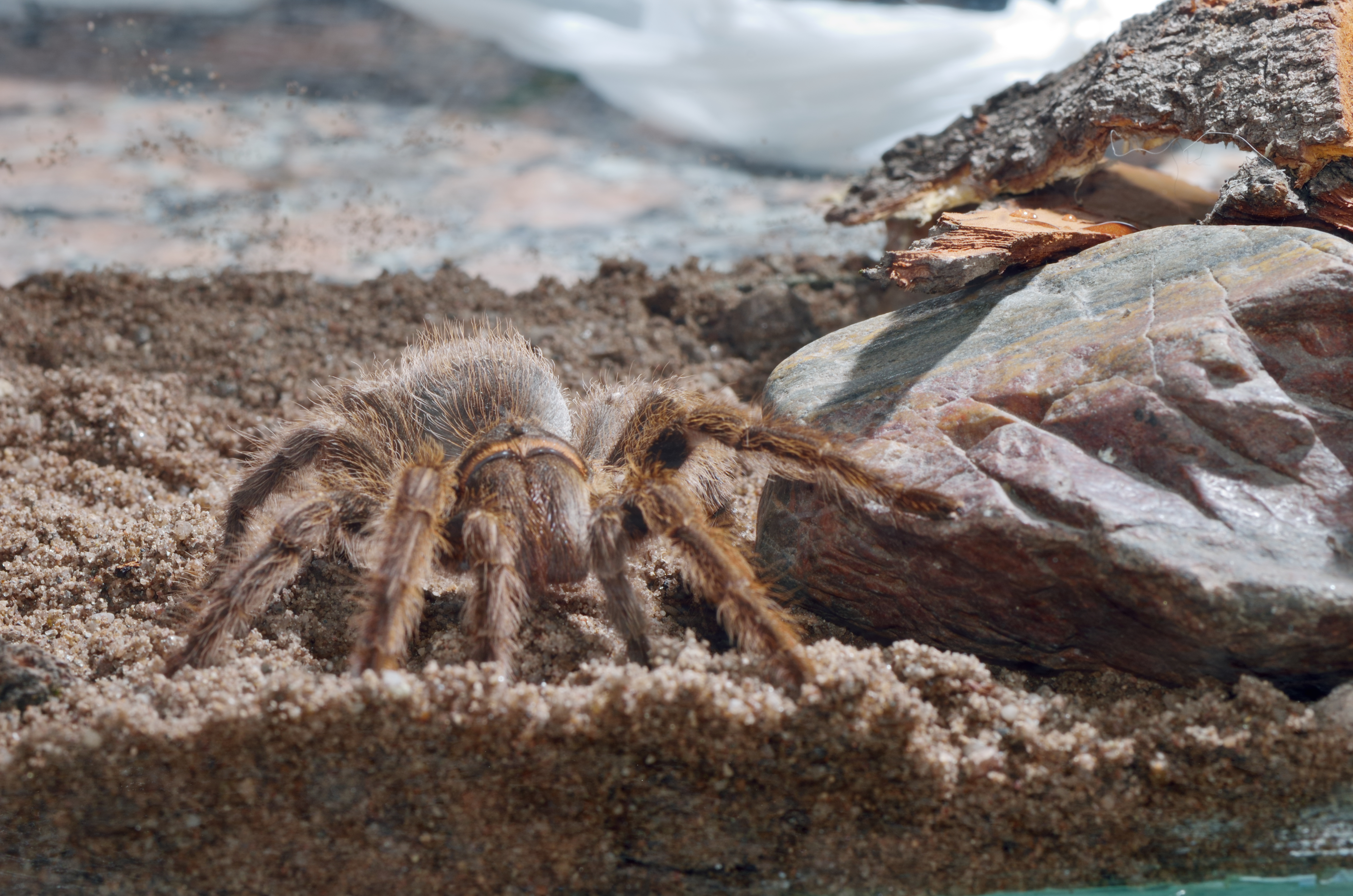 La tarántula (3)