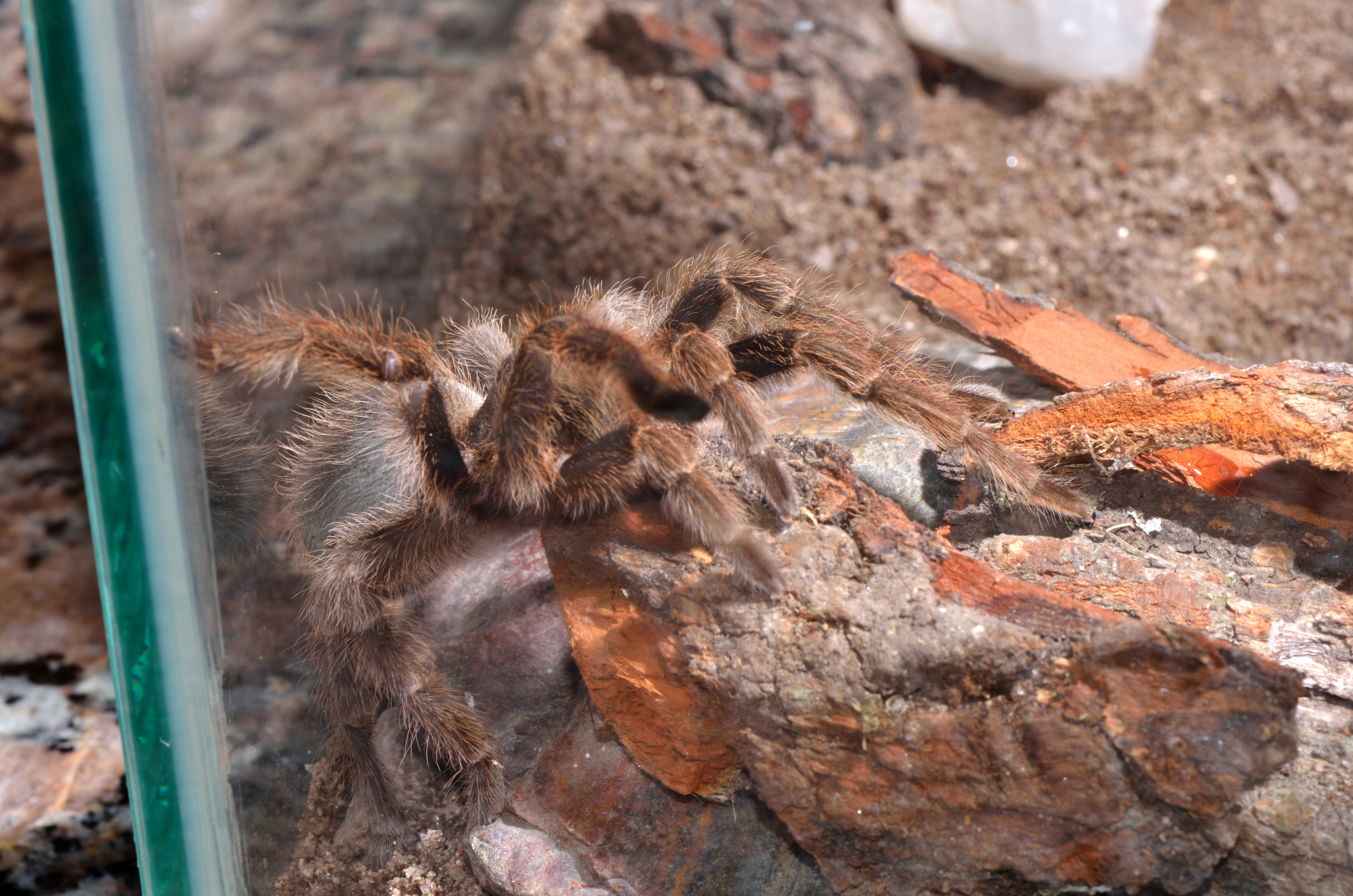 La tarántula (4)