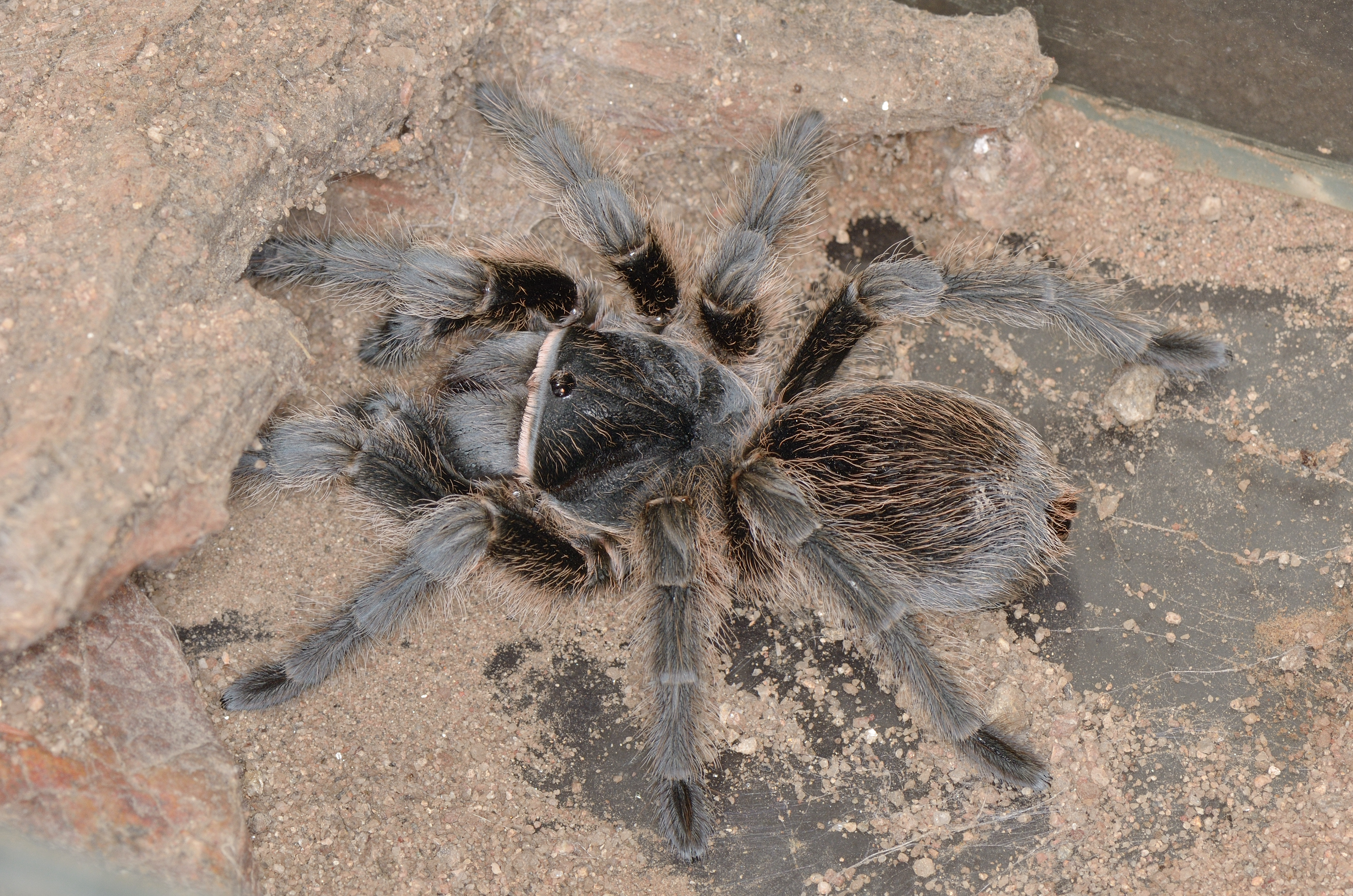 La tarántula (5)