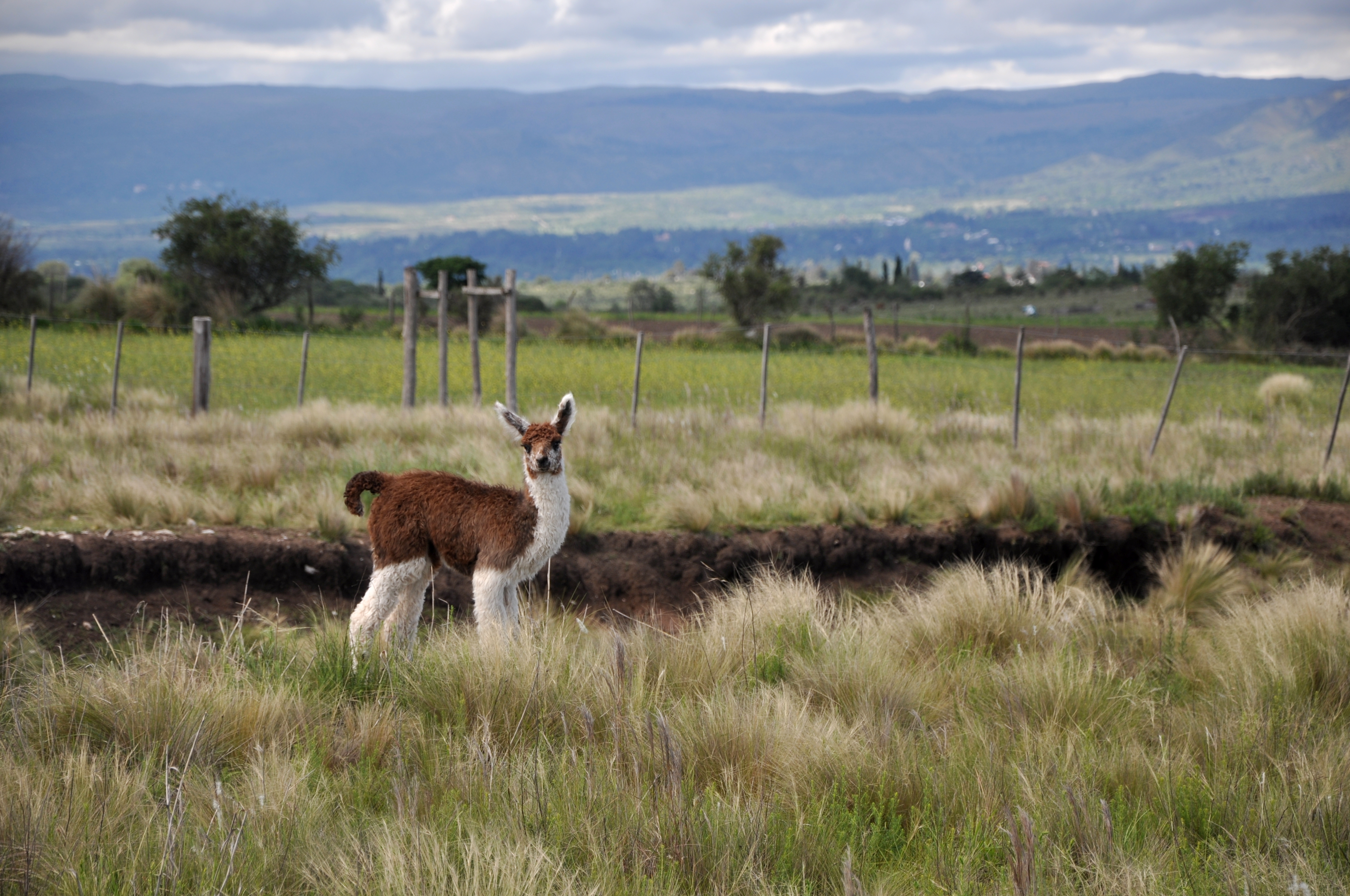 Llamita (1)