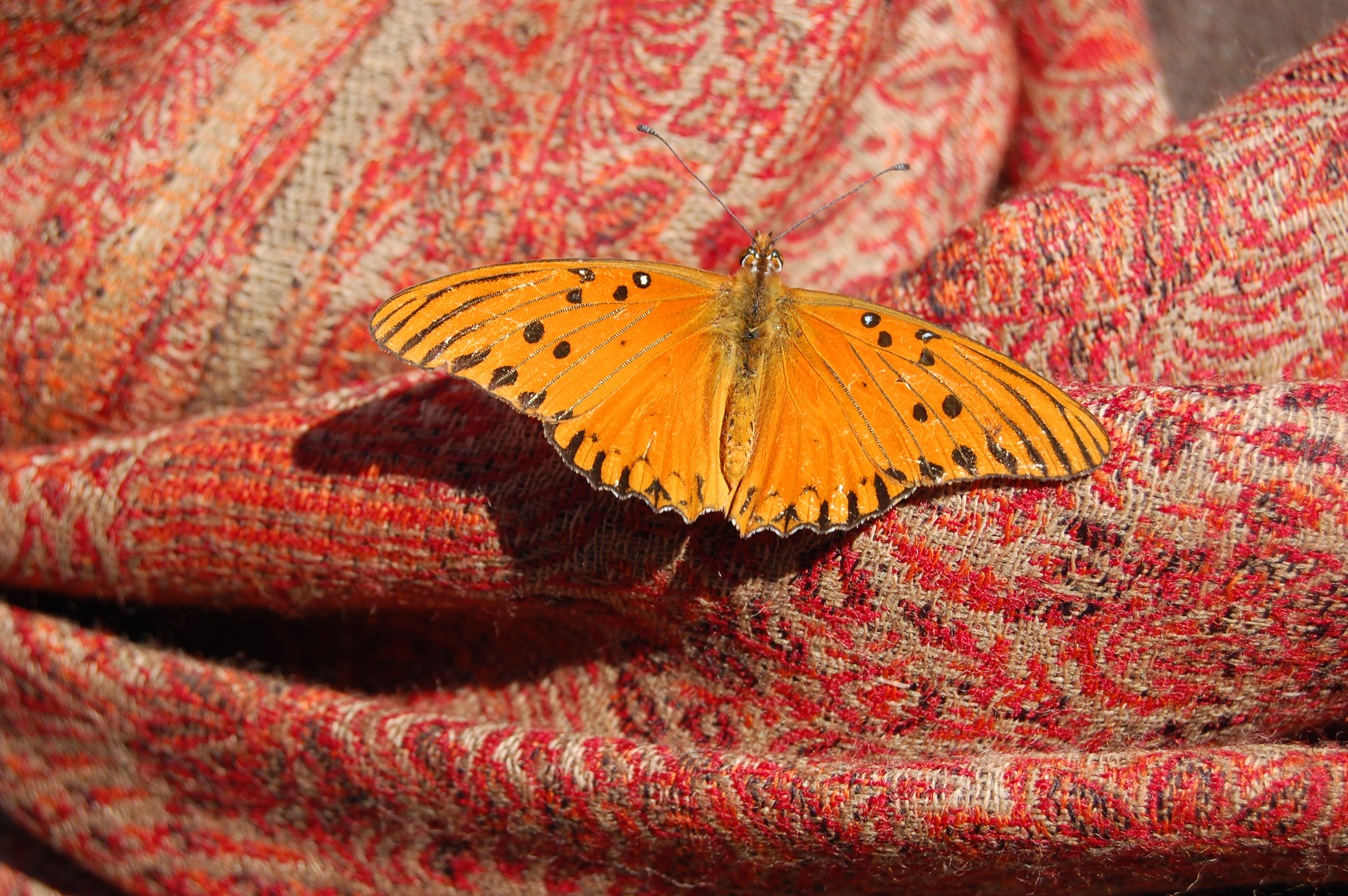 Mariposa