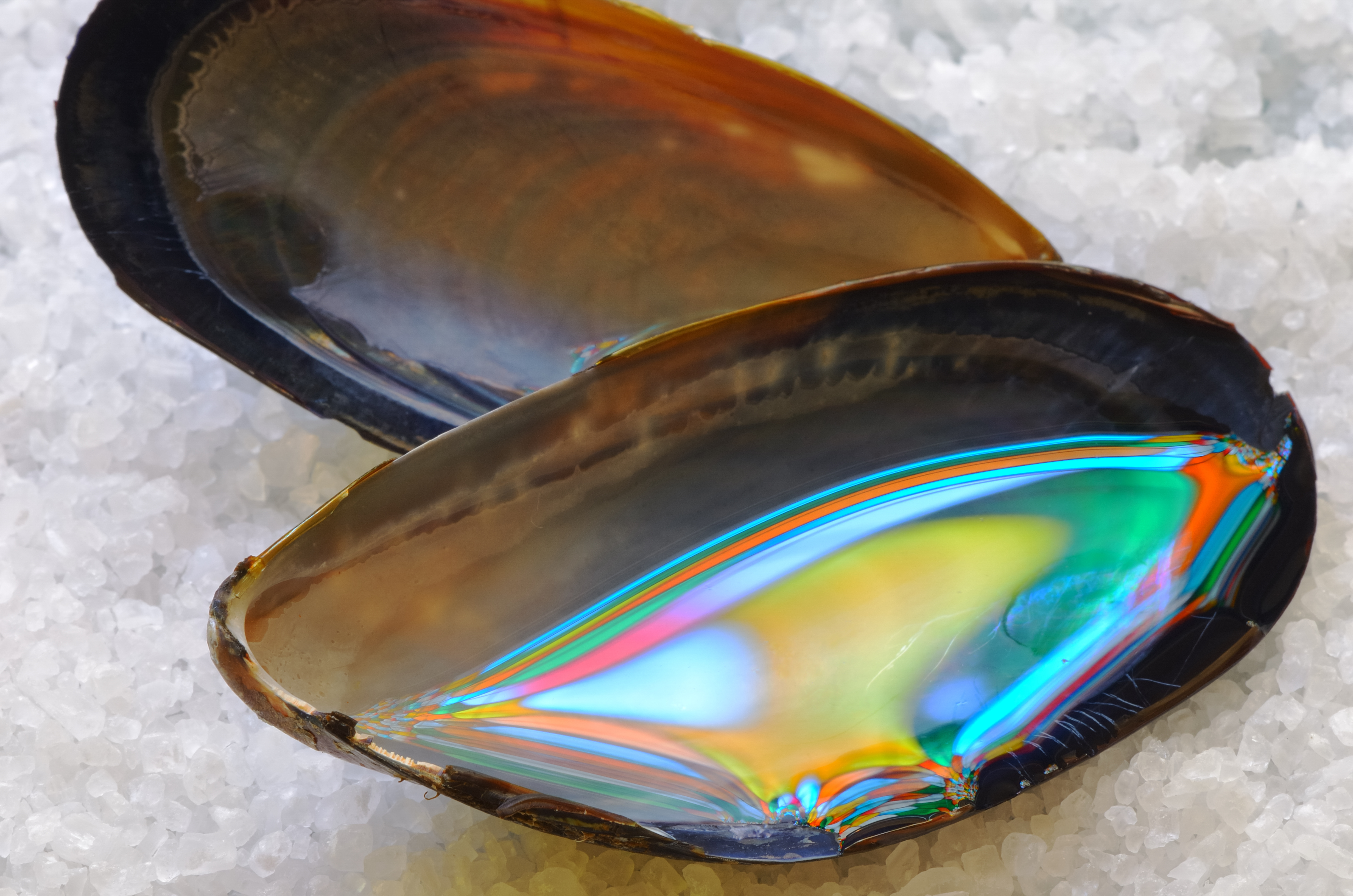 Mejillones
