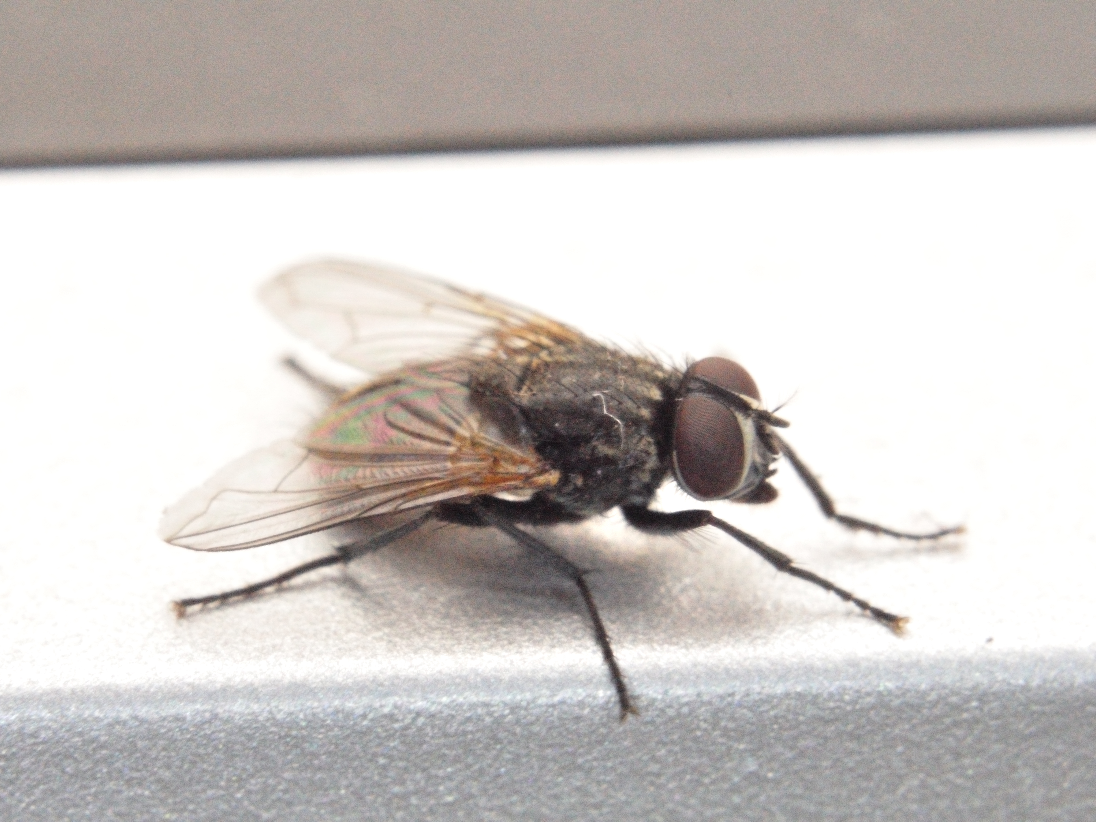Mosca (1)