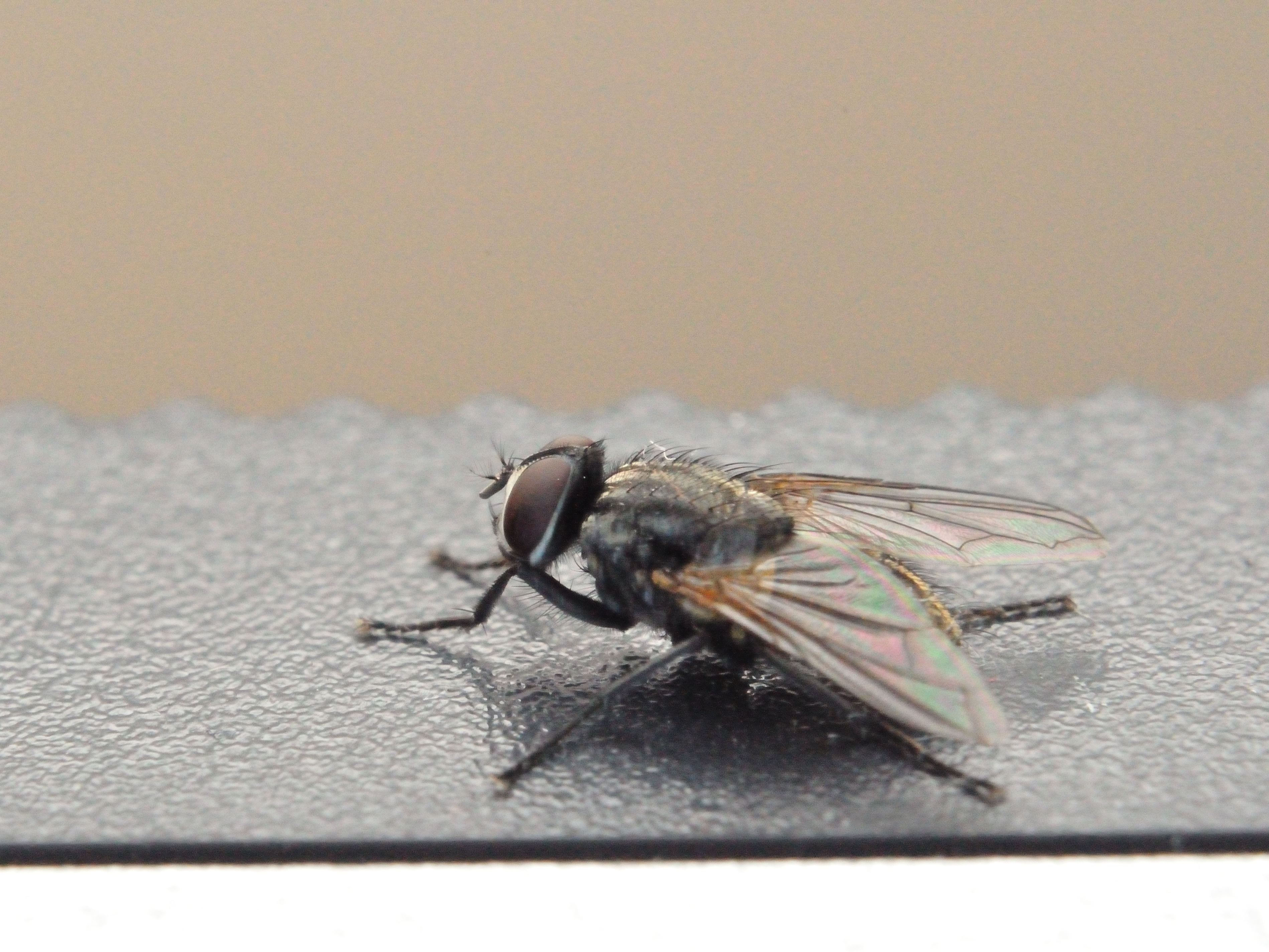 Mosca (2)