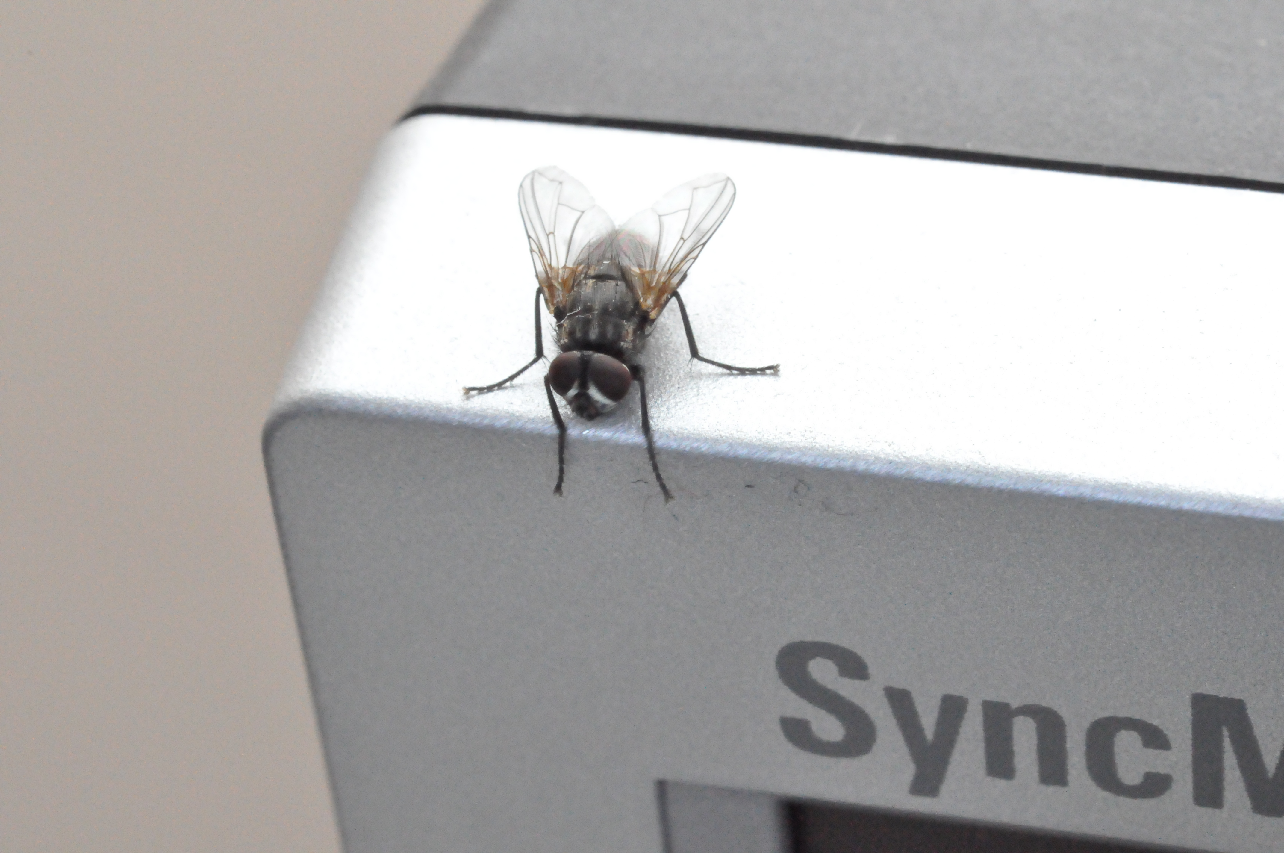 Mosca suicida