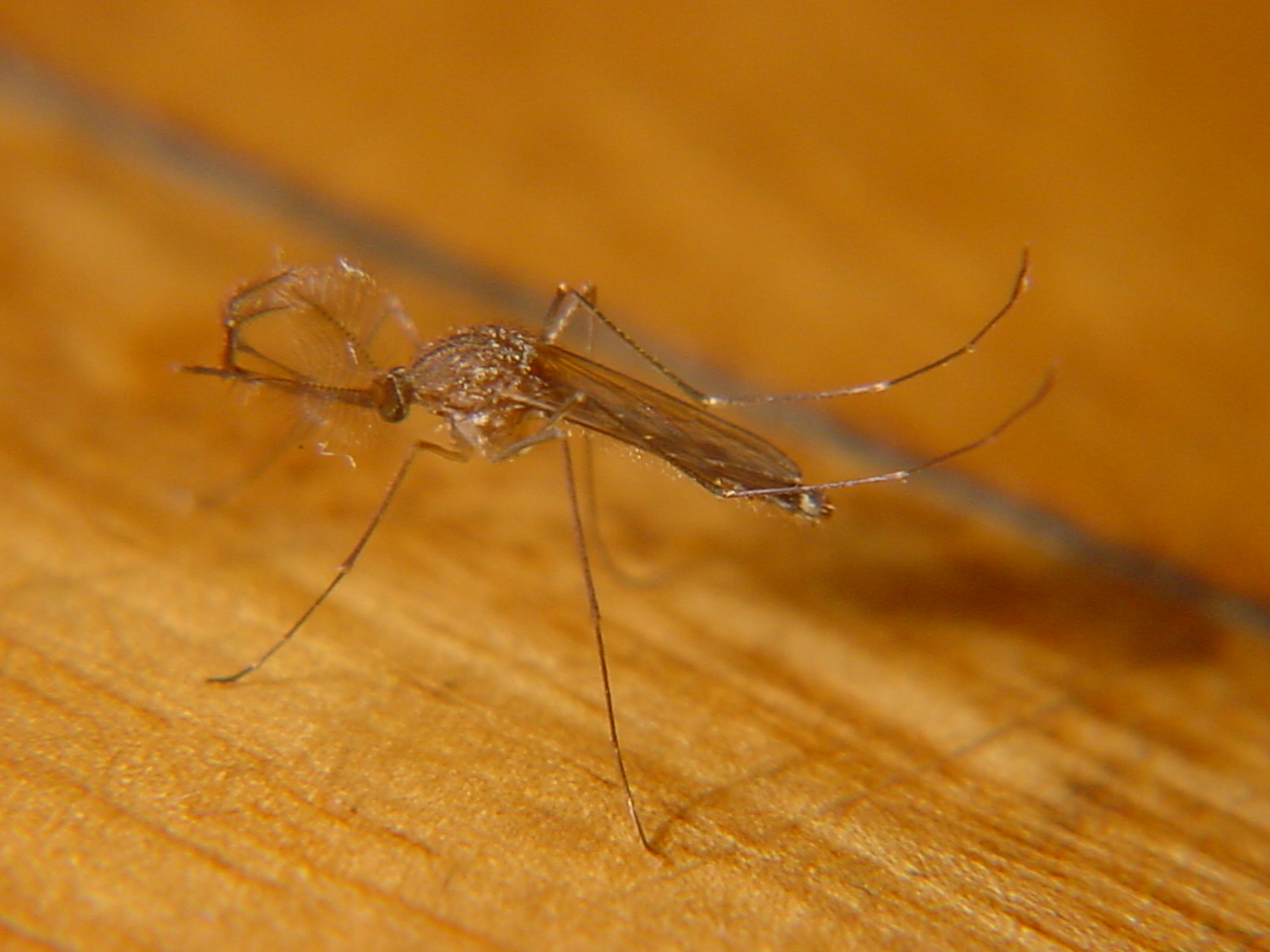 Mosquito (1)