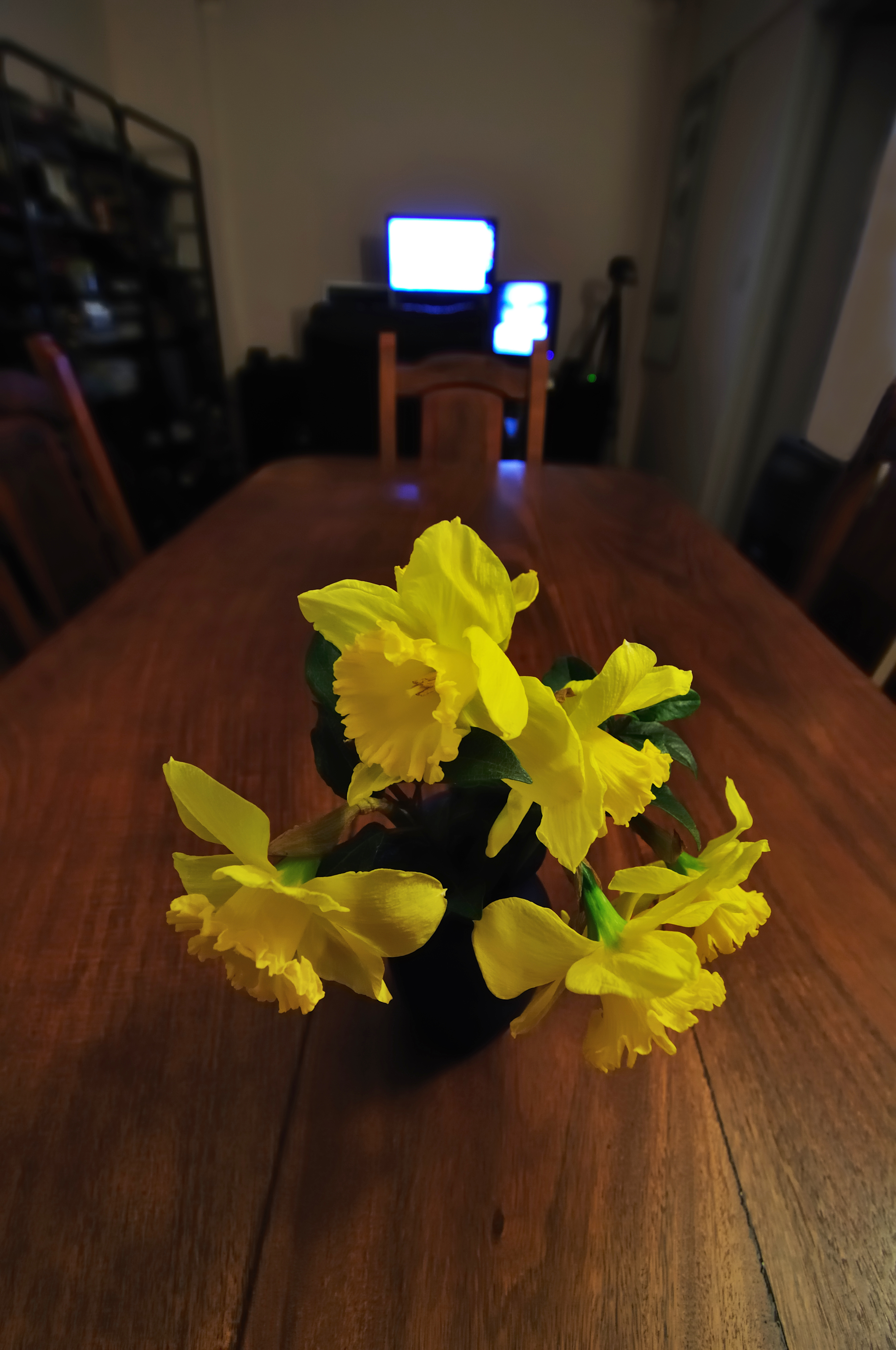 Narcisos (3)