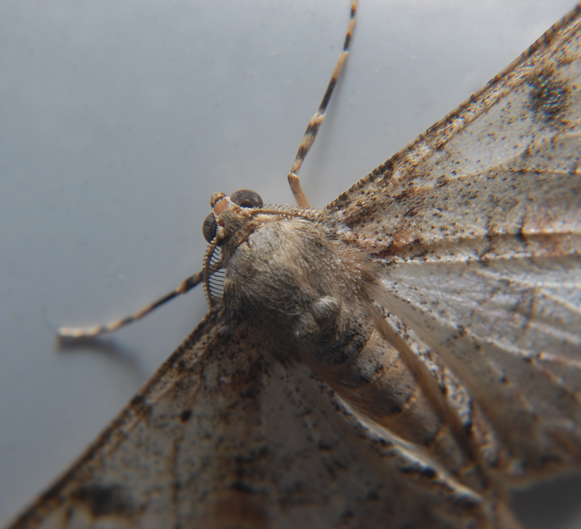 Polilla