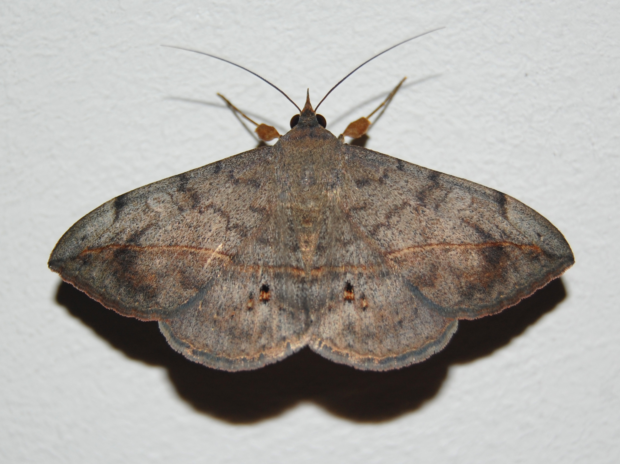 Polilla posada en el techo
