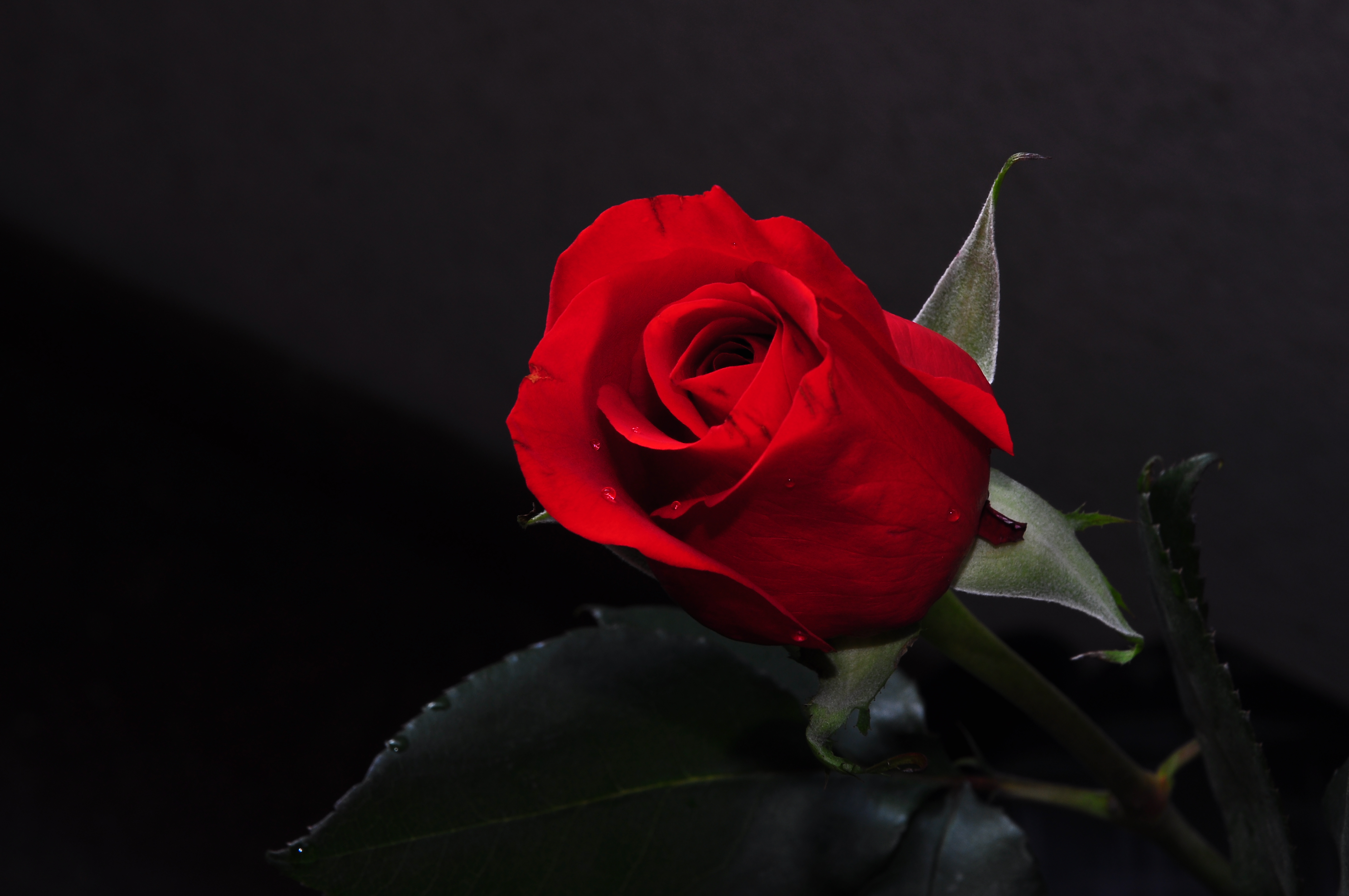 Foto de una rosa