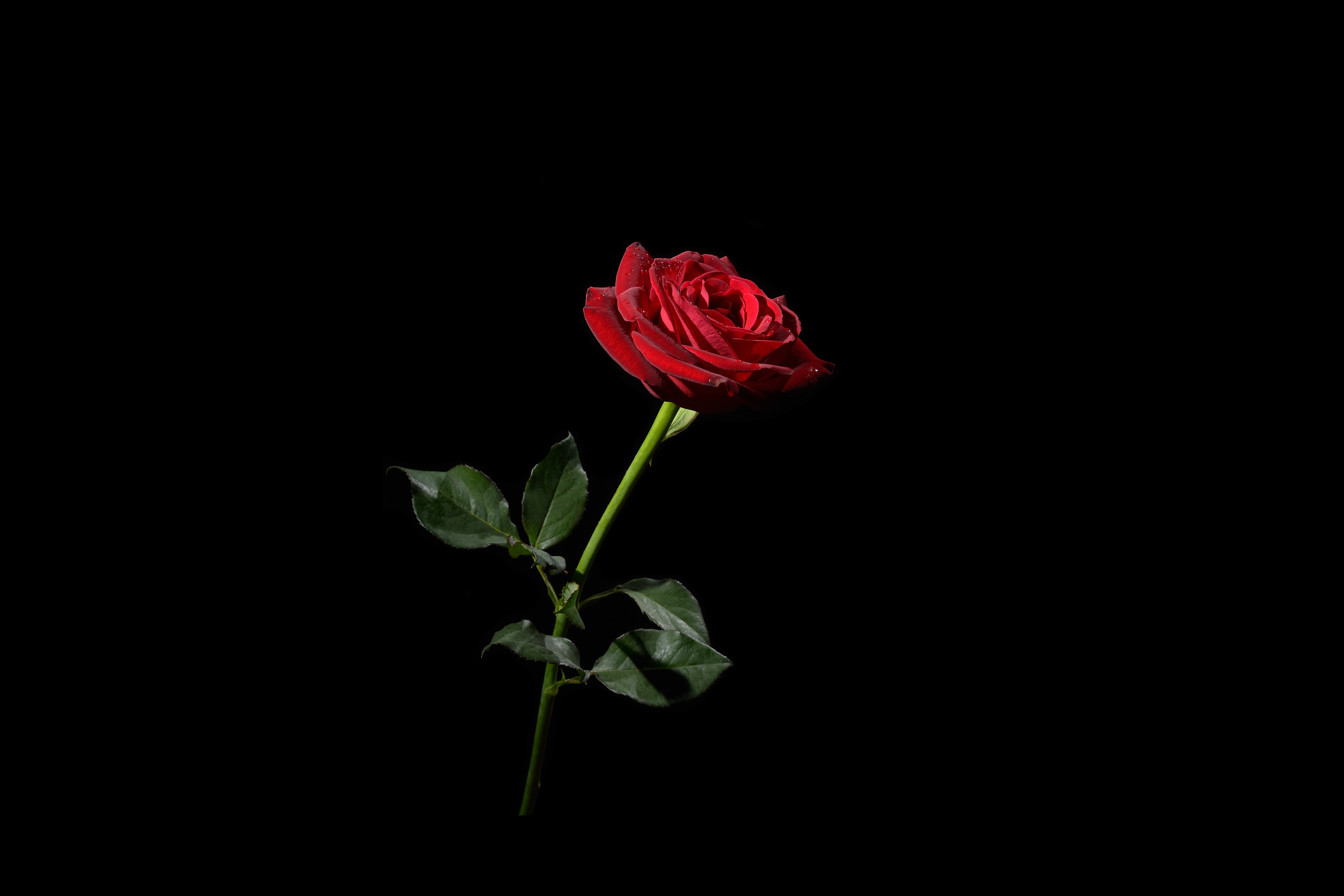 Foto de una rosa