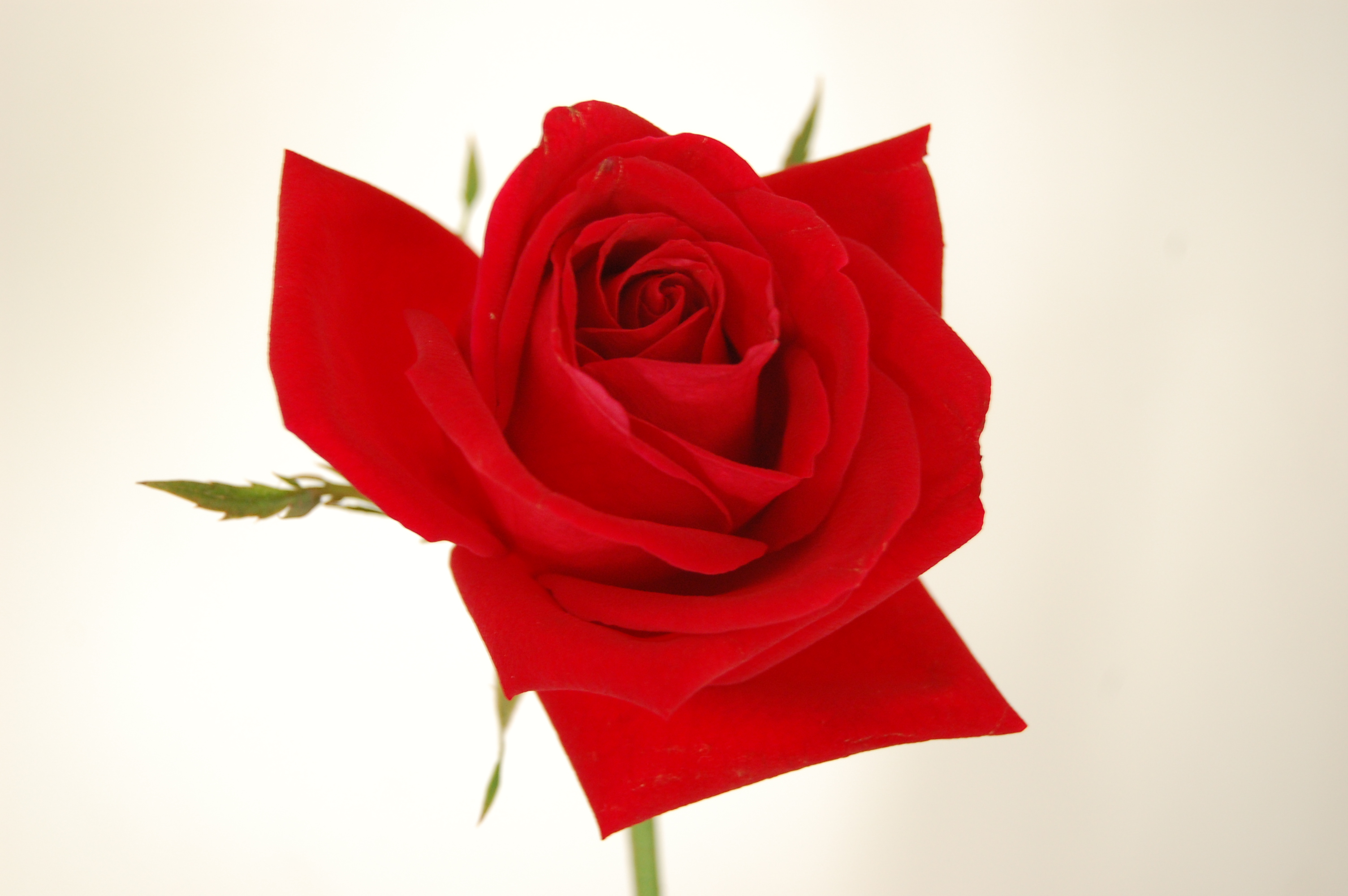 Foto de una rosa roja