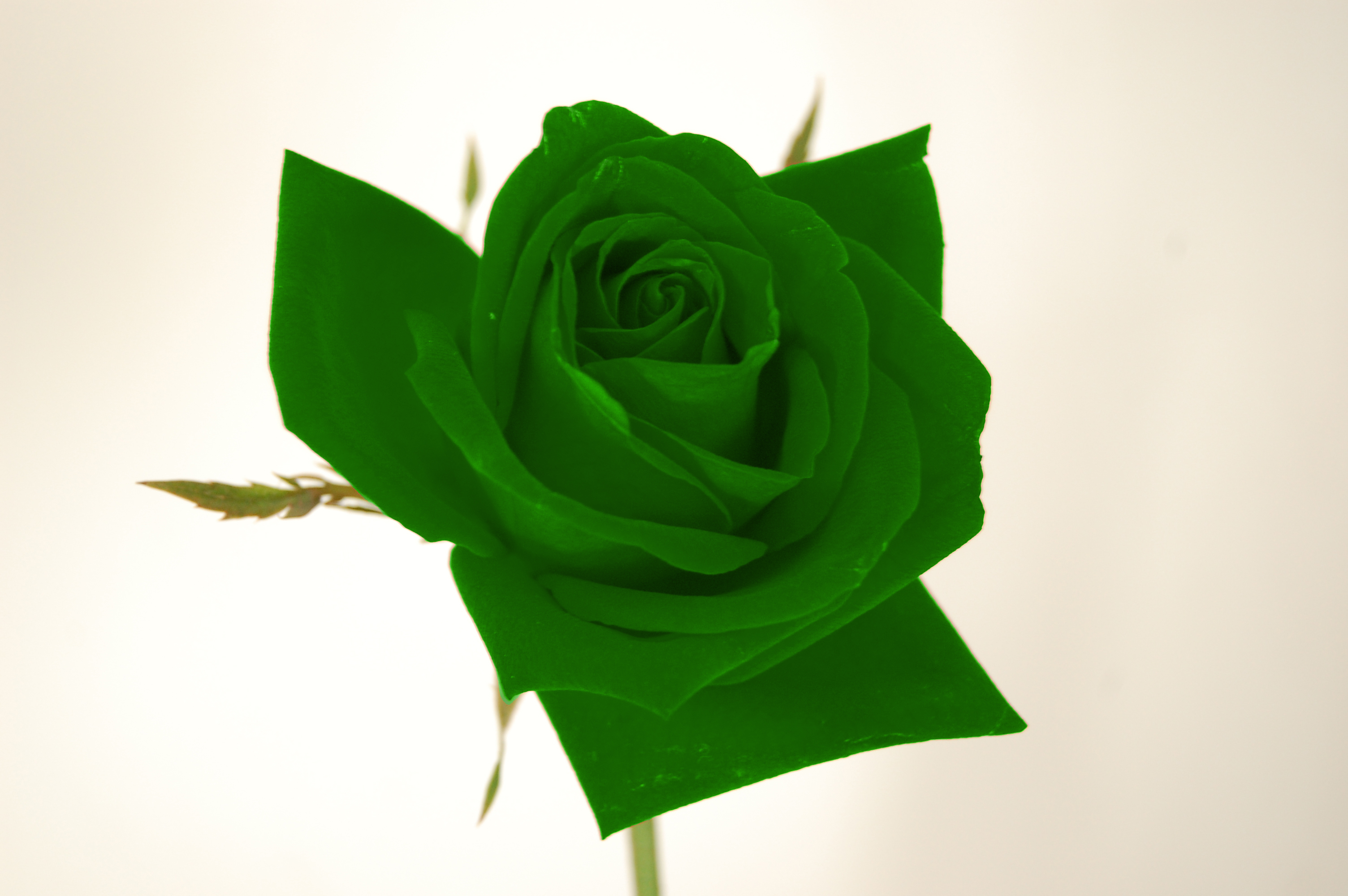 Foto de una rosa verde