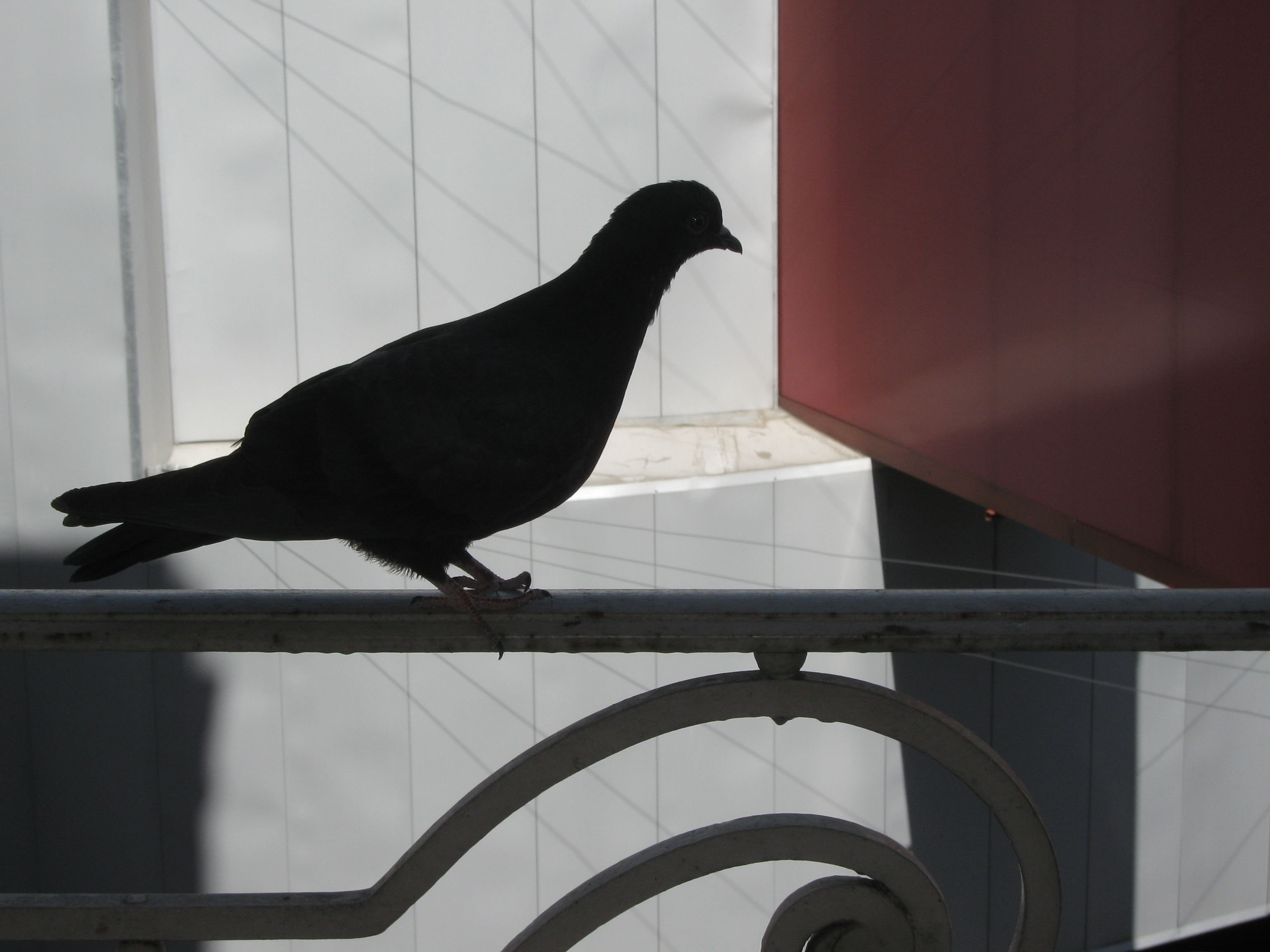 Silueta de una paloma de ciudad