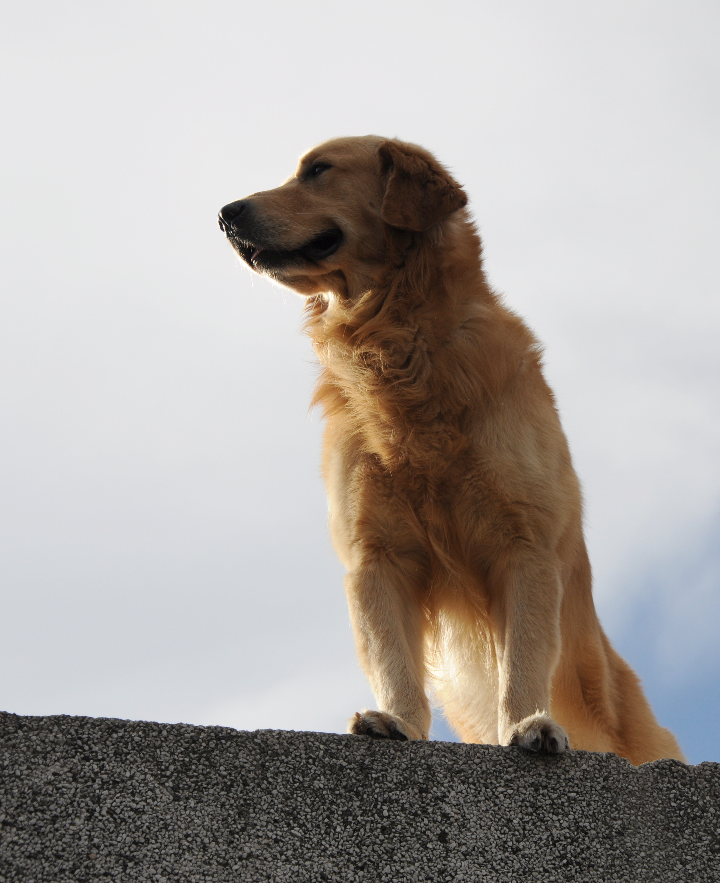 Simba asomando desde la terraza