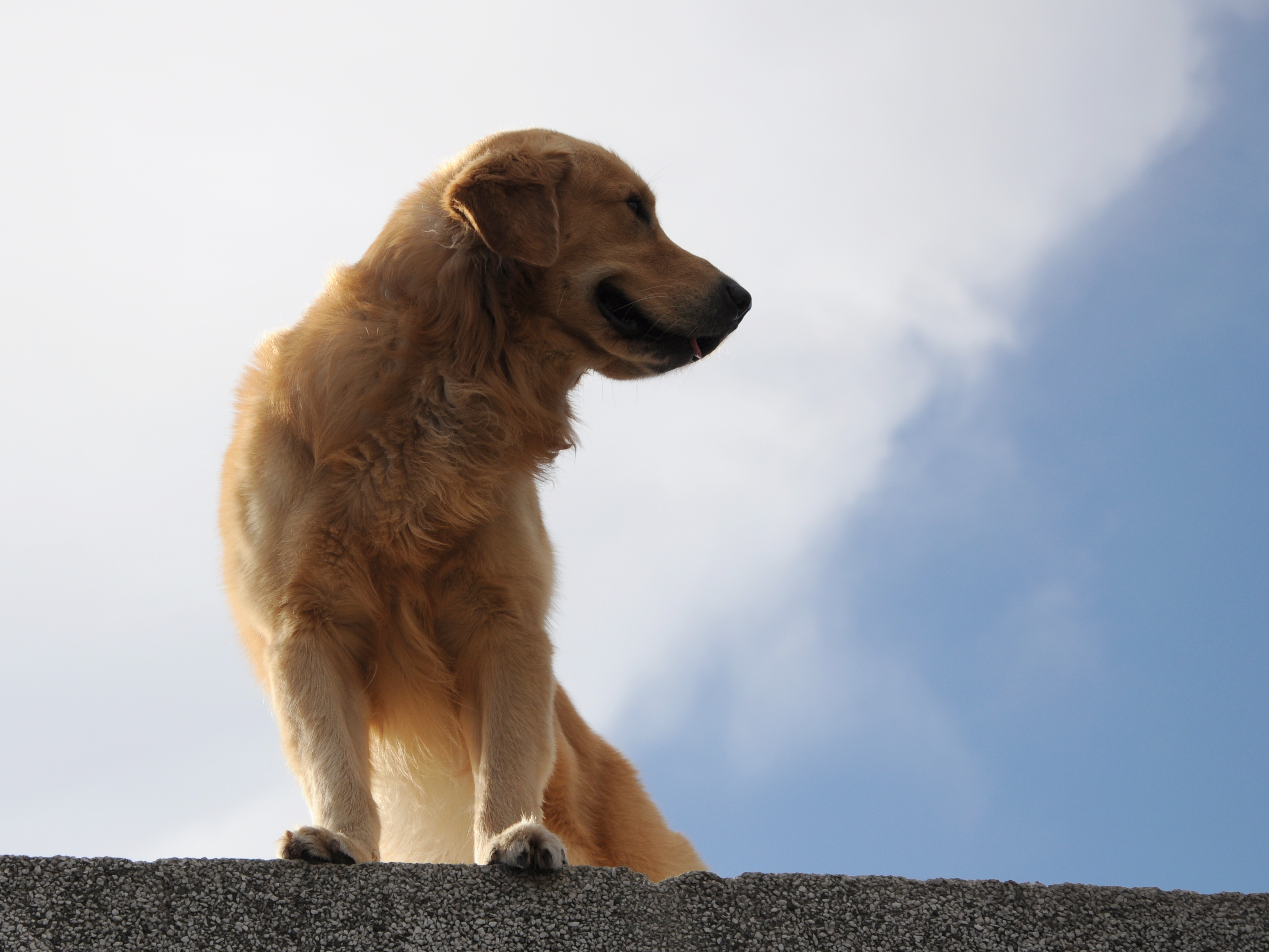 Simba asomando desde la terraza