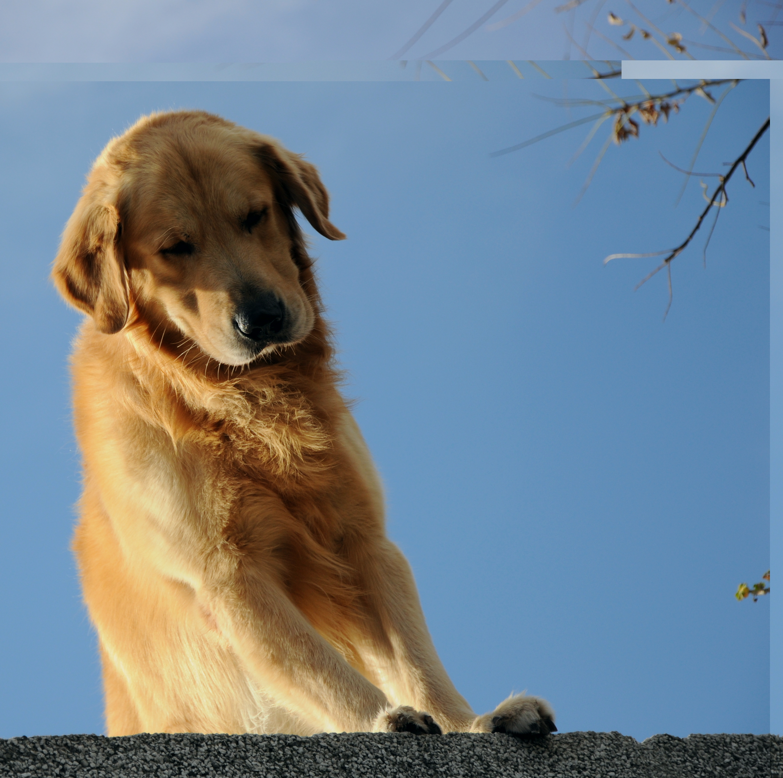 Simba asomando desde la terraza