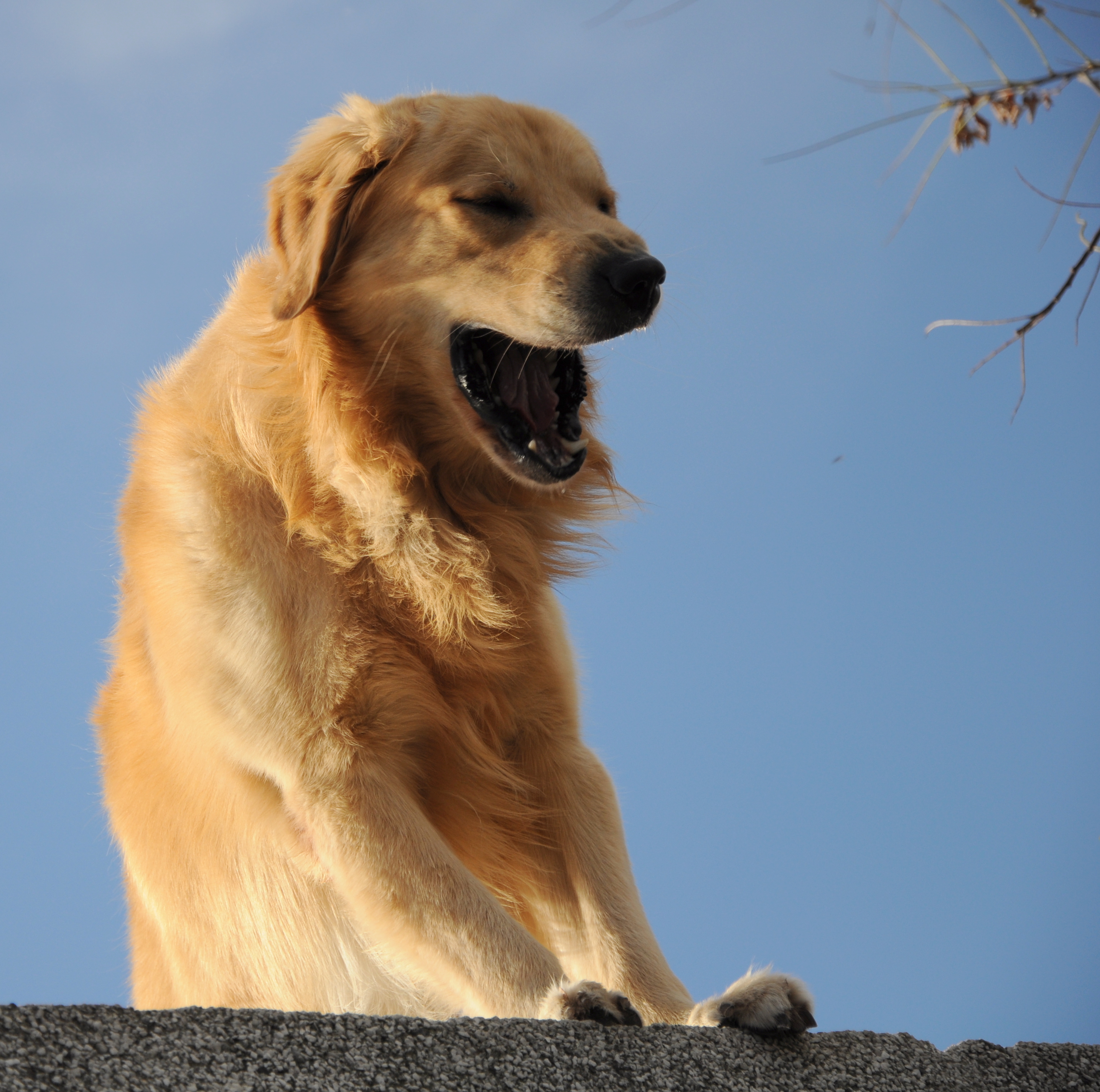 Simba asomando desde la terraza