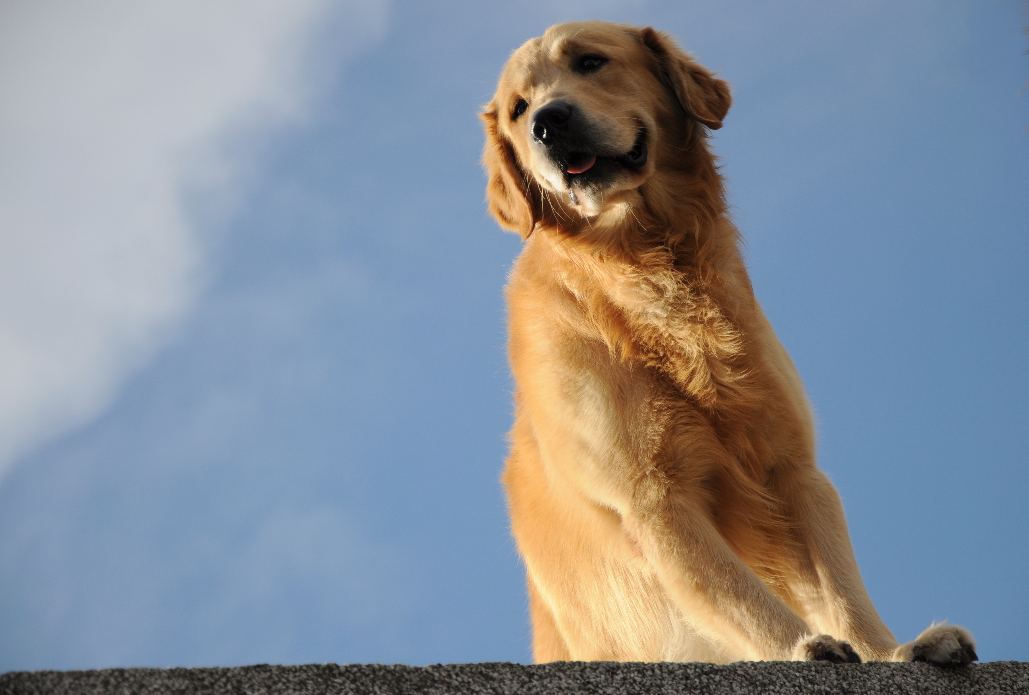 Simba asomando desde la terraza