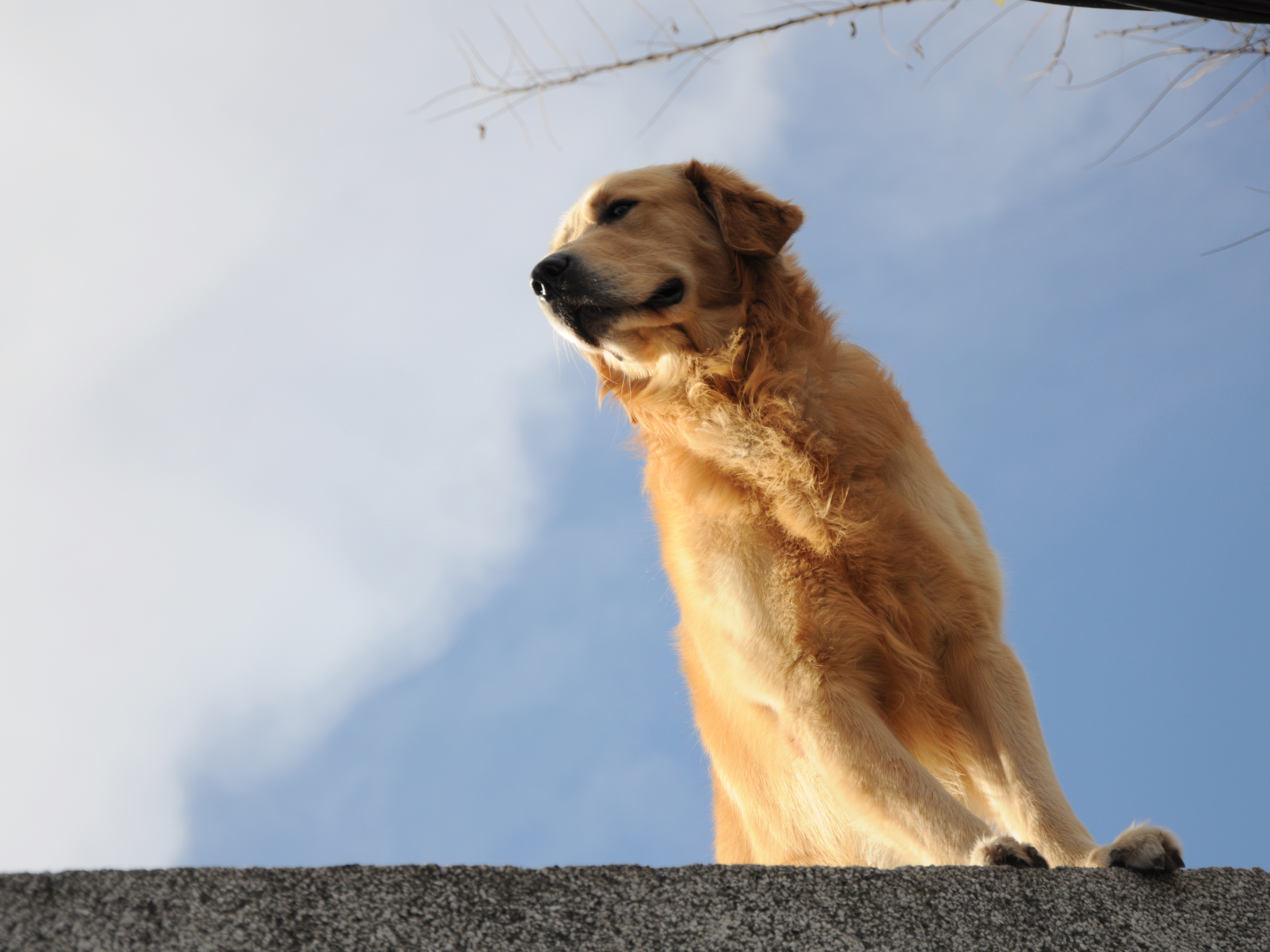 Simba asomando desde la terraza