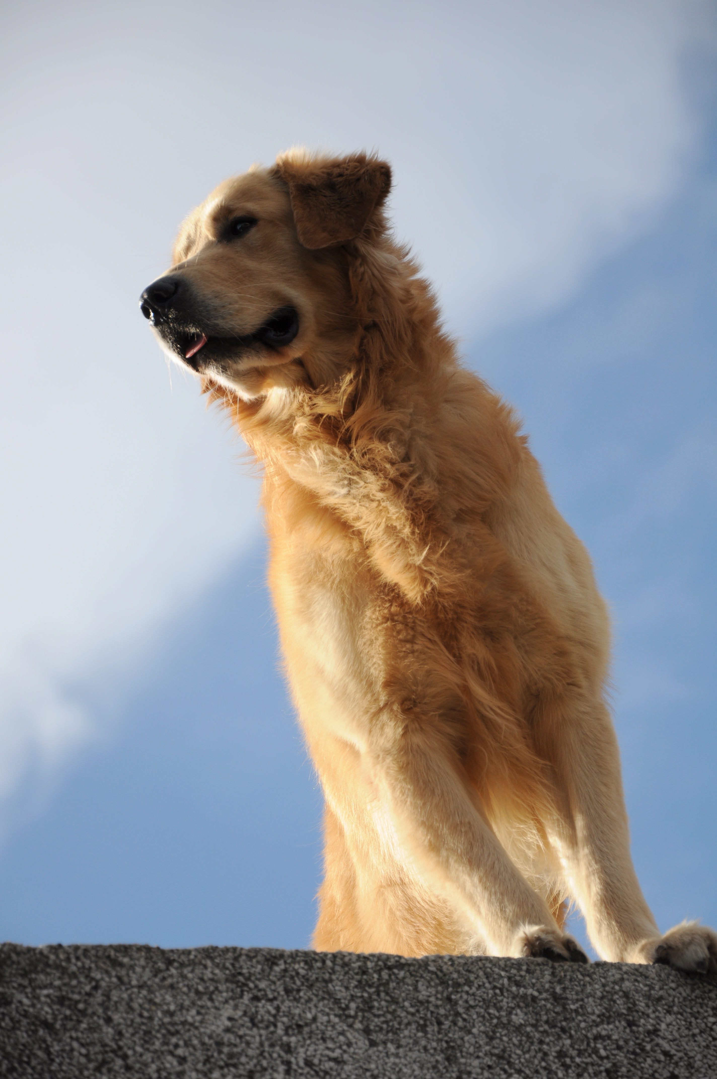 Simba asomando desde la terraza