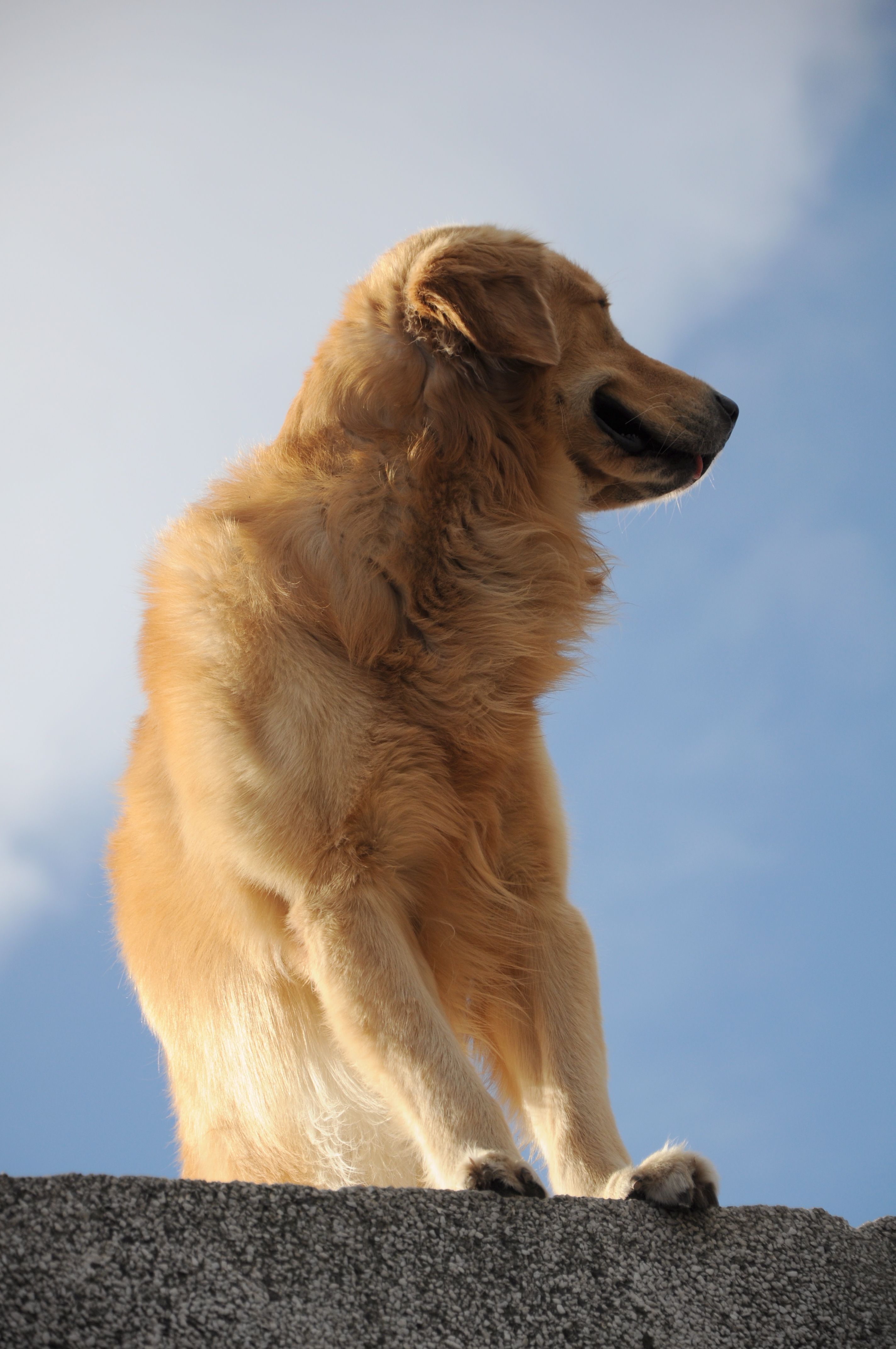 Simba asomando desde la terraza